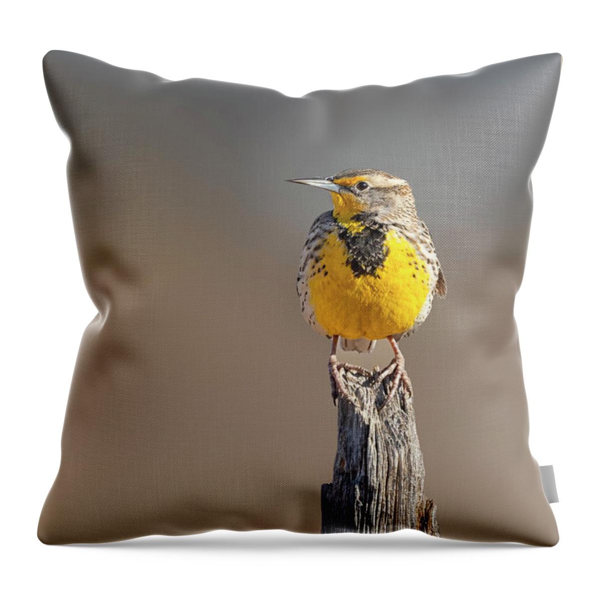 Meadowlarks Throw Pillow featuring the photograph A Meadowlark sits on a fence post by Gary Langley