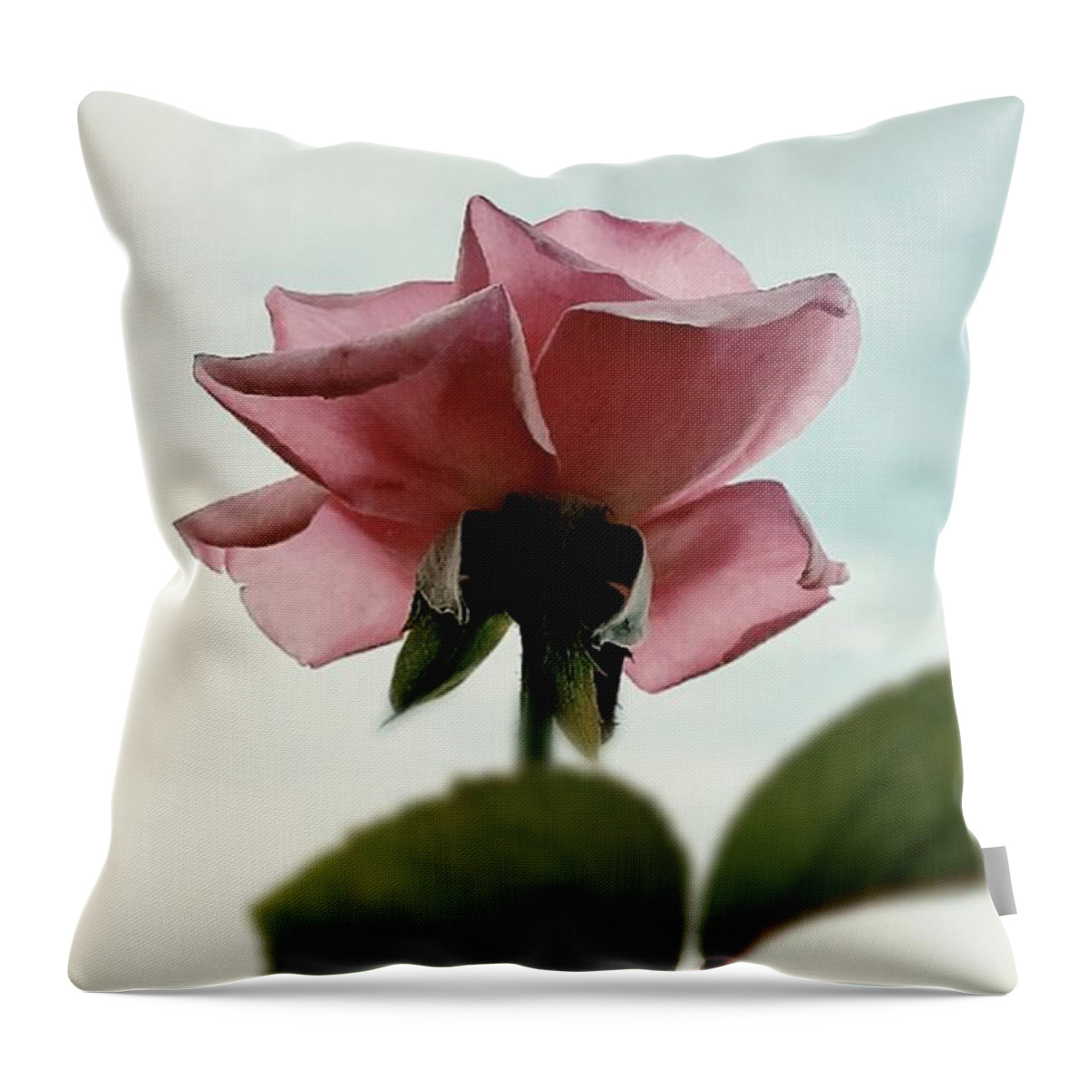 Rose Throw Pillow featuring the photograph A New Rose Perspective by Alexis King-Glandon