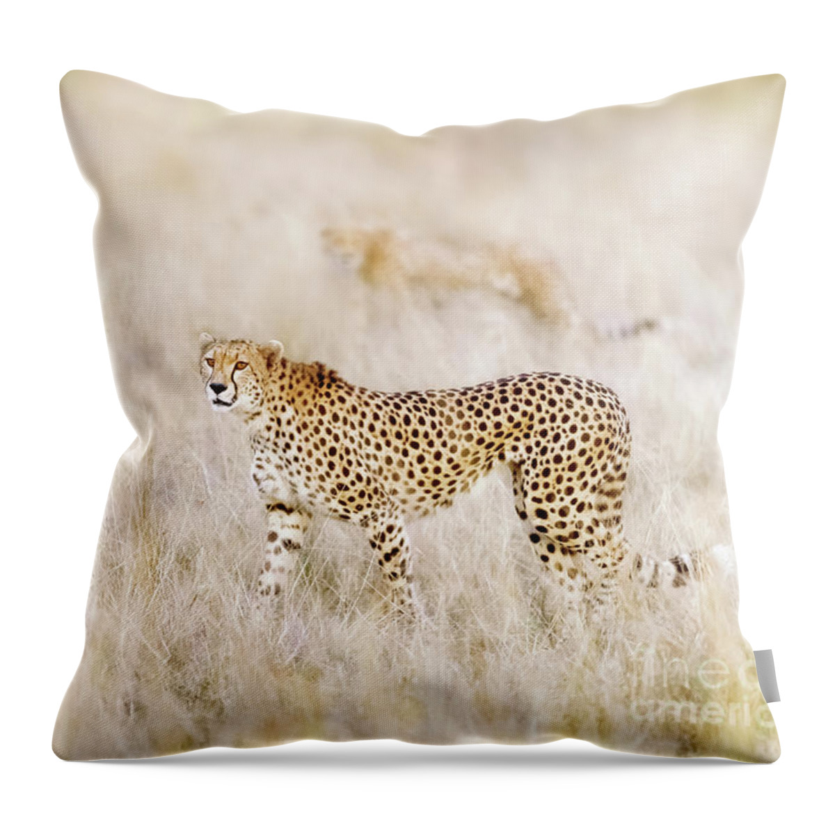 Mara Throw Pillow featuring the photograph A pair of cheetahs move steathily through the long grass of the by Jane Rix