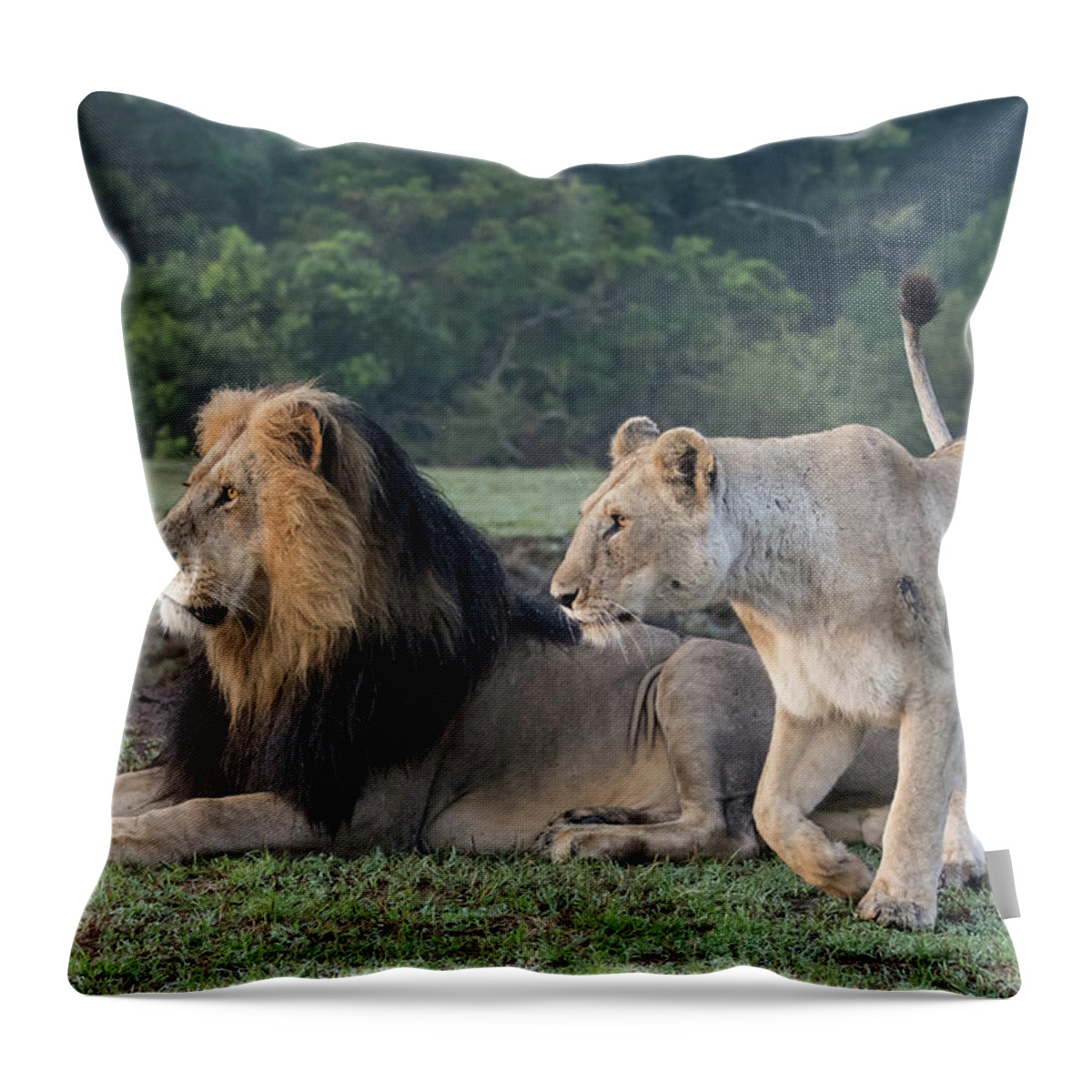 Lion Throw Pillow featuring the photograph A Pair of Lions by Mark Hunter