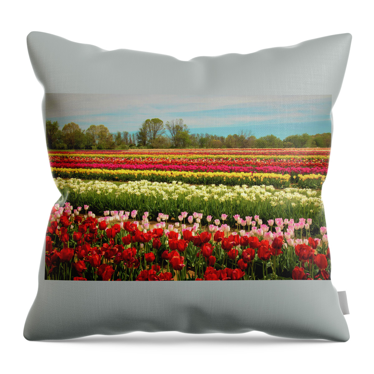 Tulip Throw Pillow featuring the photograph A Piece Of Holland in Jersey by Kristia Adams
