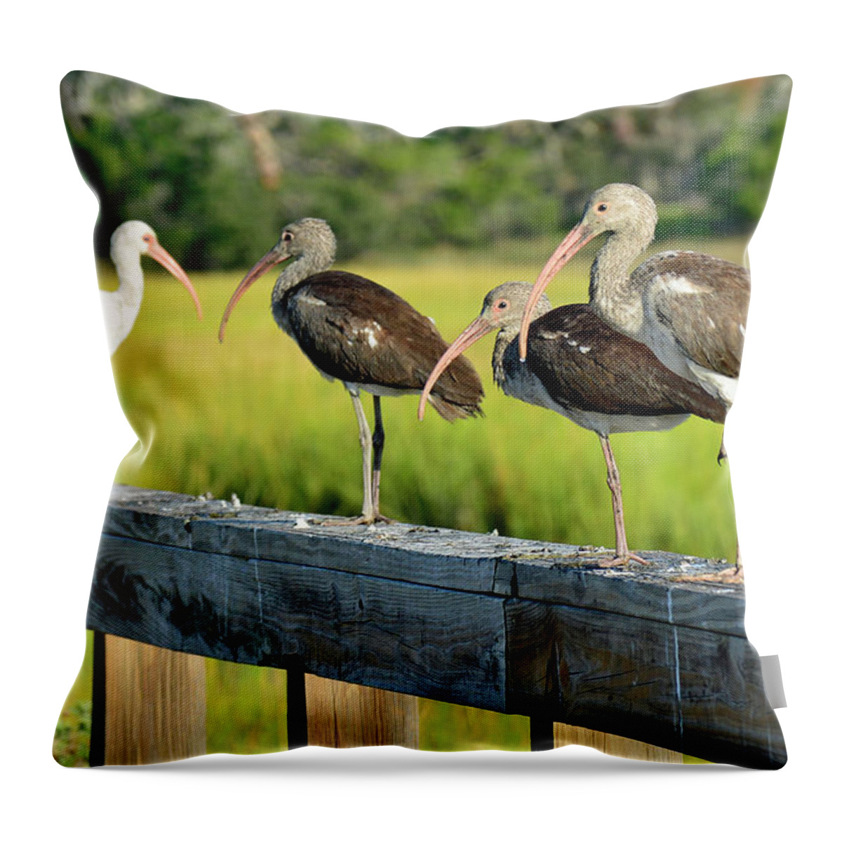 Birds Throw Pillow featuring the photograph A Row of Ibeses by Bruce Gourley