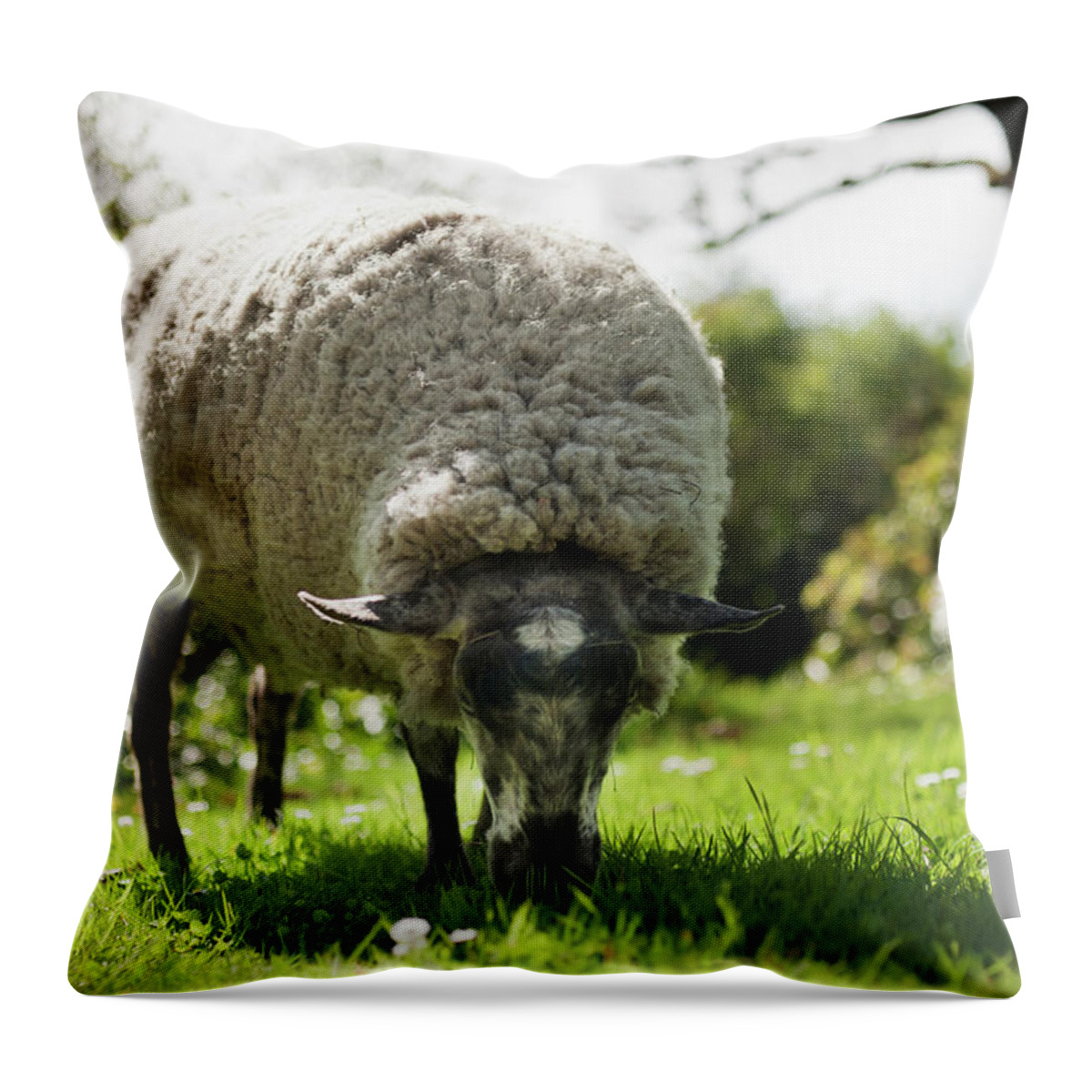 Vancouver Island Throw Pillow featuring the photograph A Sheep Grazes On The Grass by Helene Cyr / Design Pics