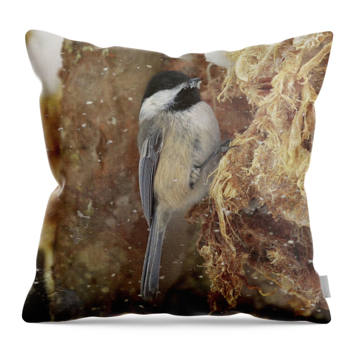 Black Capped Chickadee Throw Pillow featuring the photograph A Snowy Chickadee by Susan Rissi Tregoning