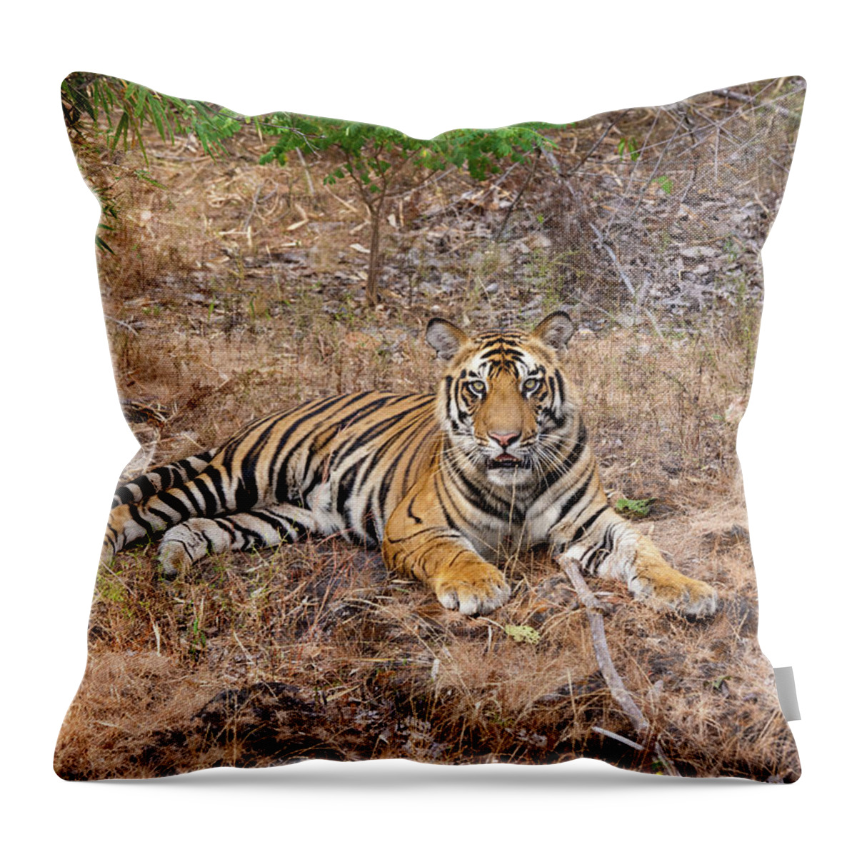 Animal Themes Throw Pillow featuring the photograph A Tiger In Bandhavgarh National Park by Mint Images - Art Wolfe