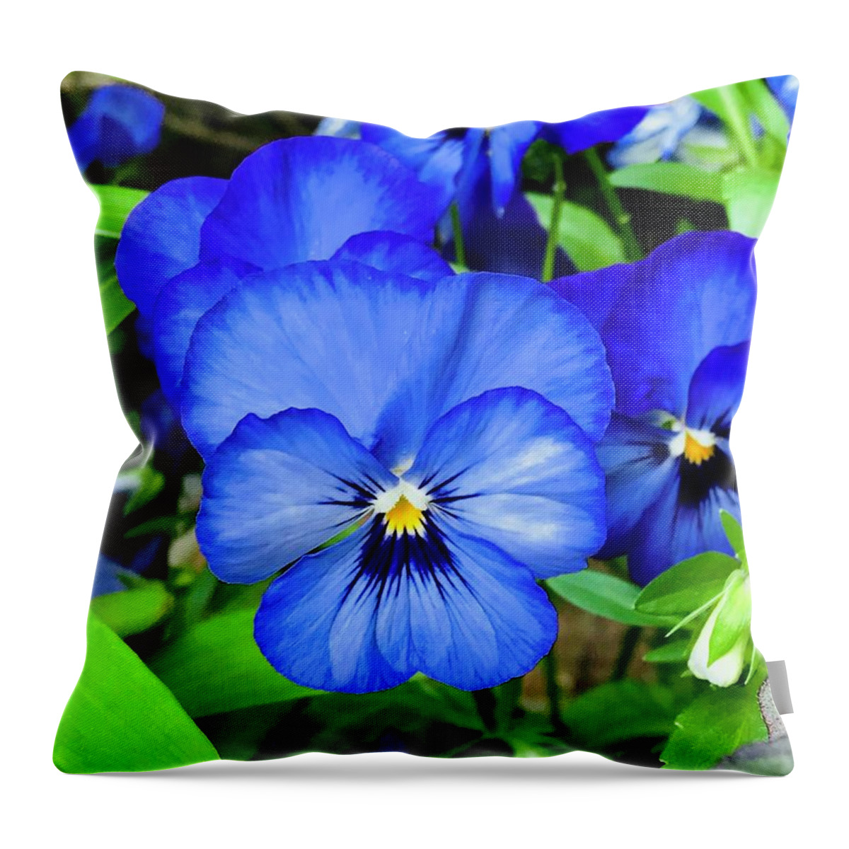 Plant Throw Pillow featuring the photograph A Very Blue Pansy by Alida M Haslett