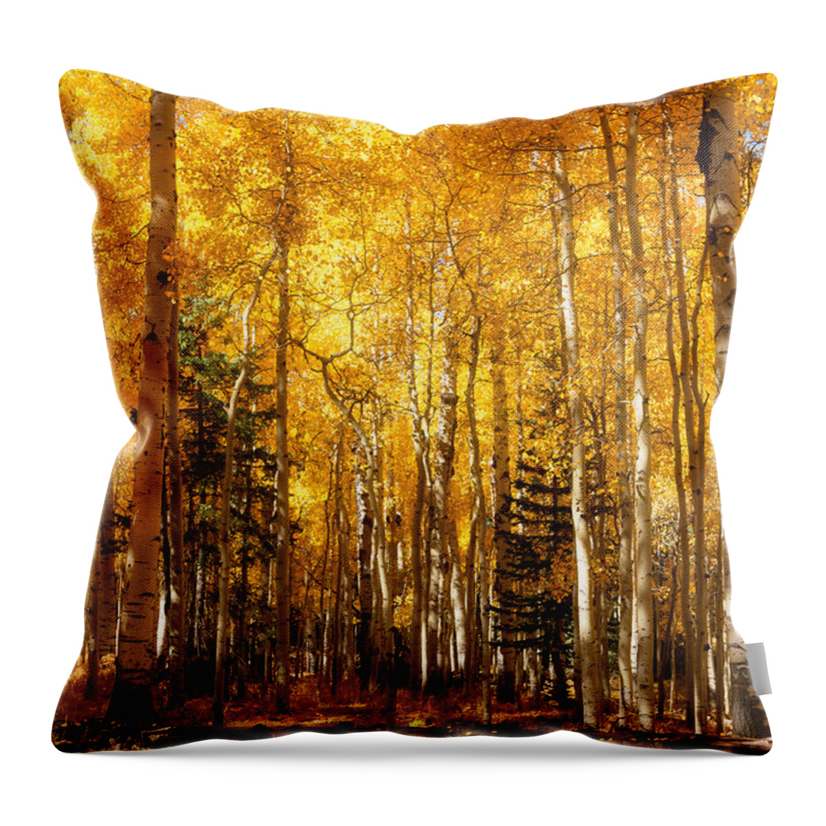 Aspen Grove Throw Pillow featuring the photograph A Walk In The Autumn Gold by Saija Lehtonen