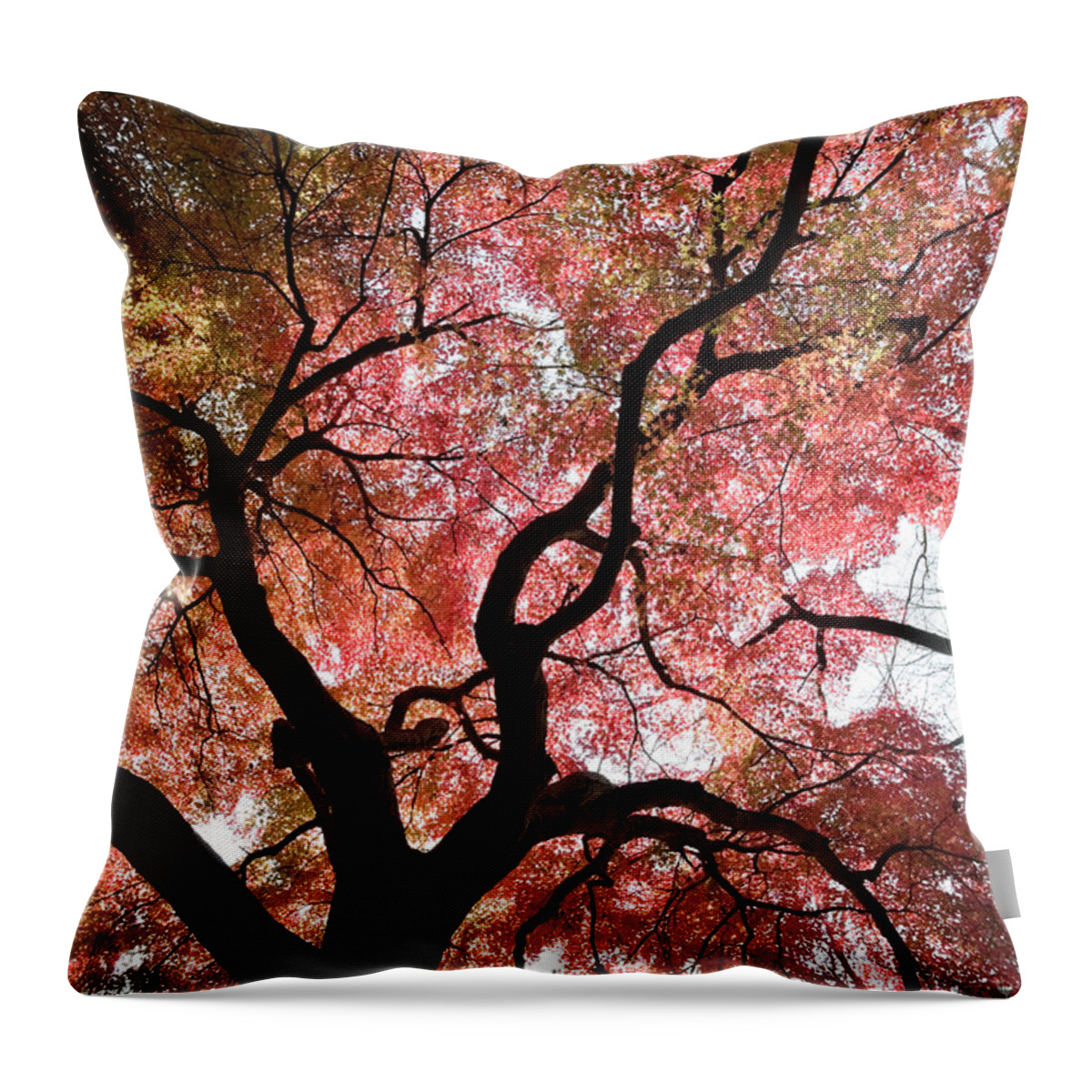 Scenics Throw Pillow featuring the photograph Abstract Autumn Tree by Ooyoo
