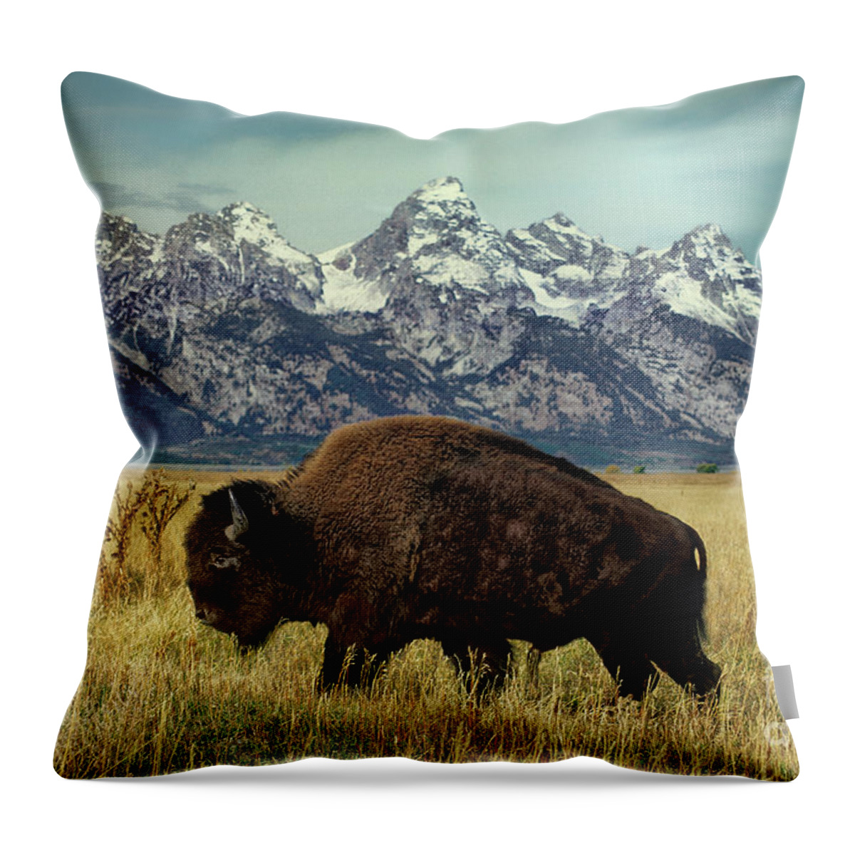Dave Welling Throw Pillow featuring the photograph Adult Bison Bison Bison Wild Wyoming by Dave Welling
