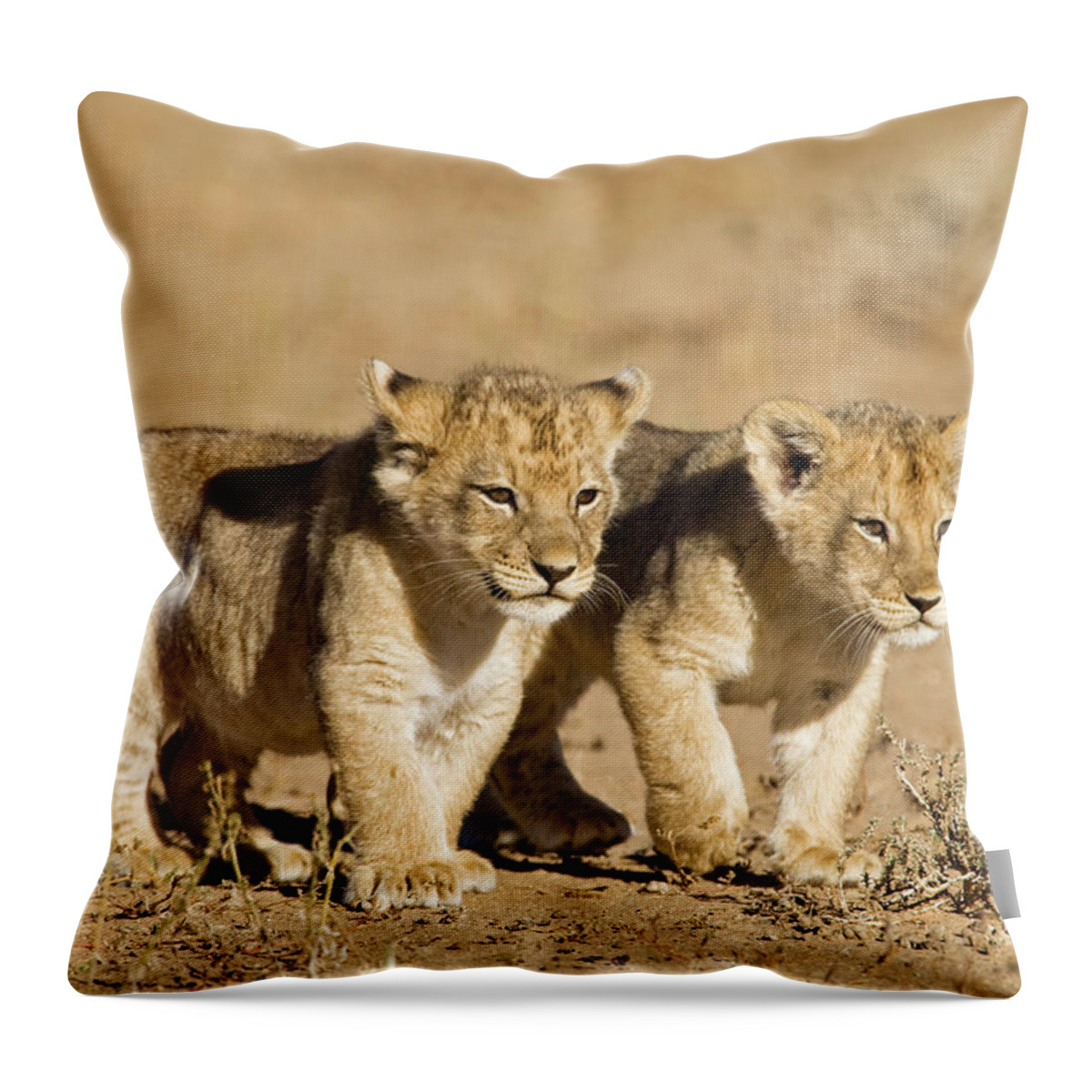 Botswana Throw Pillow featuring the photograph Africa, Namibia, African Lion Cubs by Westend61