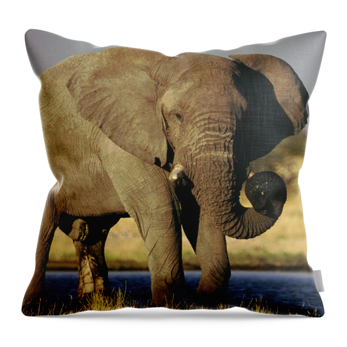 Animal Themes Throw Pillow featuring the photograph African Elephant, Etosha National Park by Gannet77