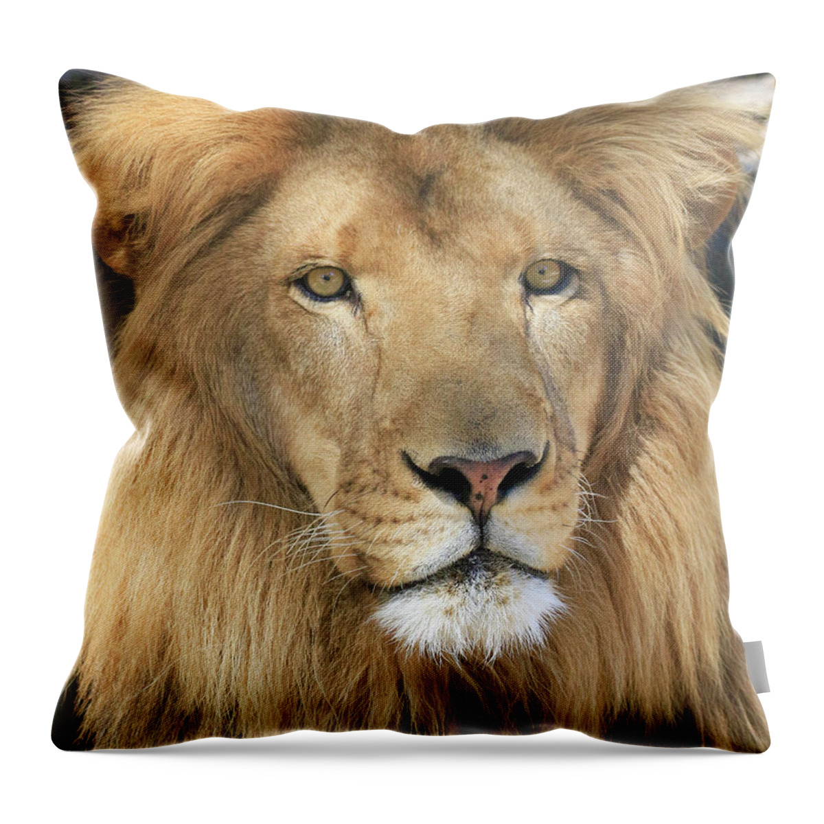 African Lion Throw Pillow featuring the photograph African Lion Male by Steve McKinzie