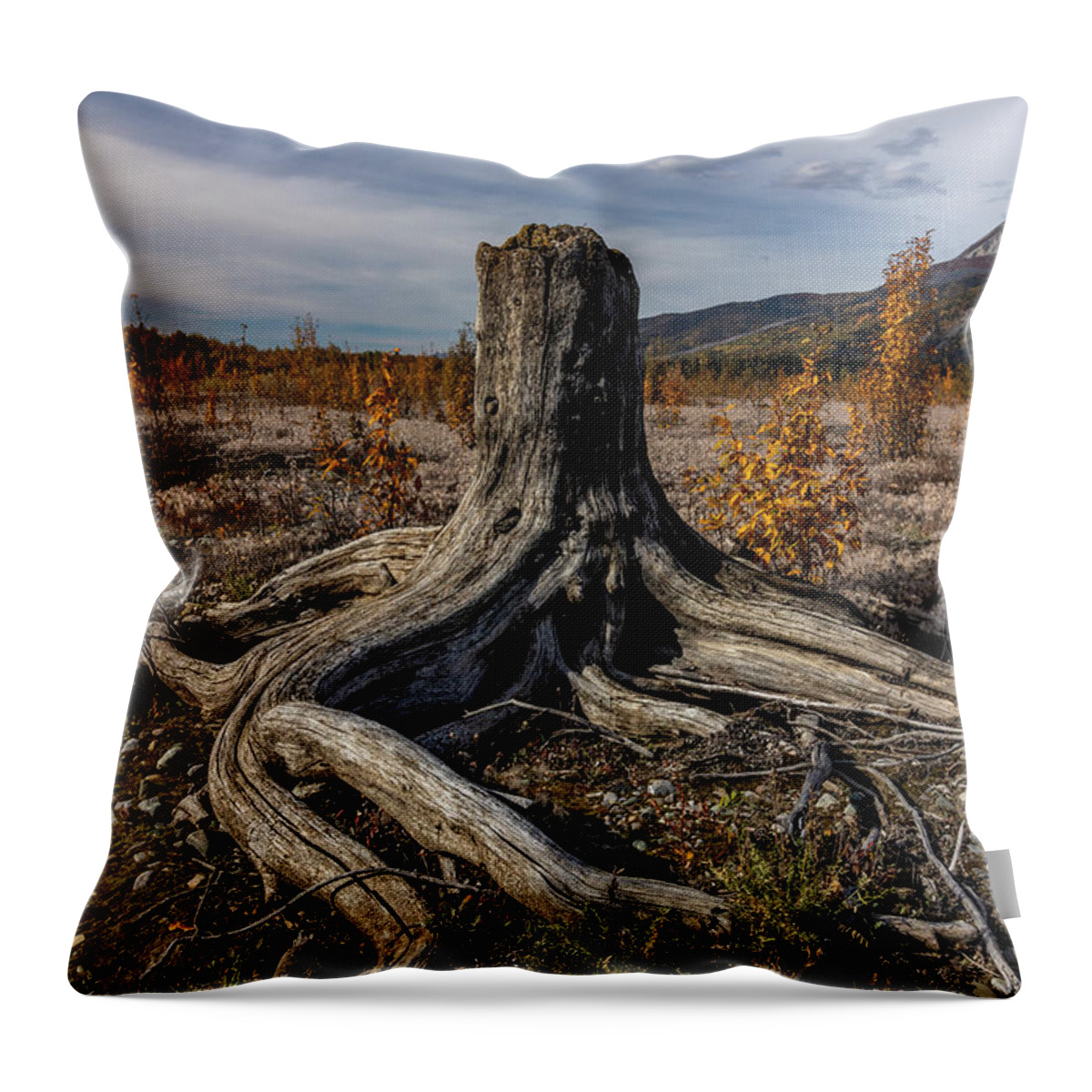Alaska Throw Pillow featuring the photograph Age-Old Stump by Fred Denner