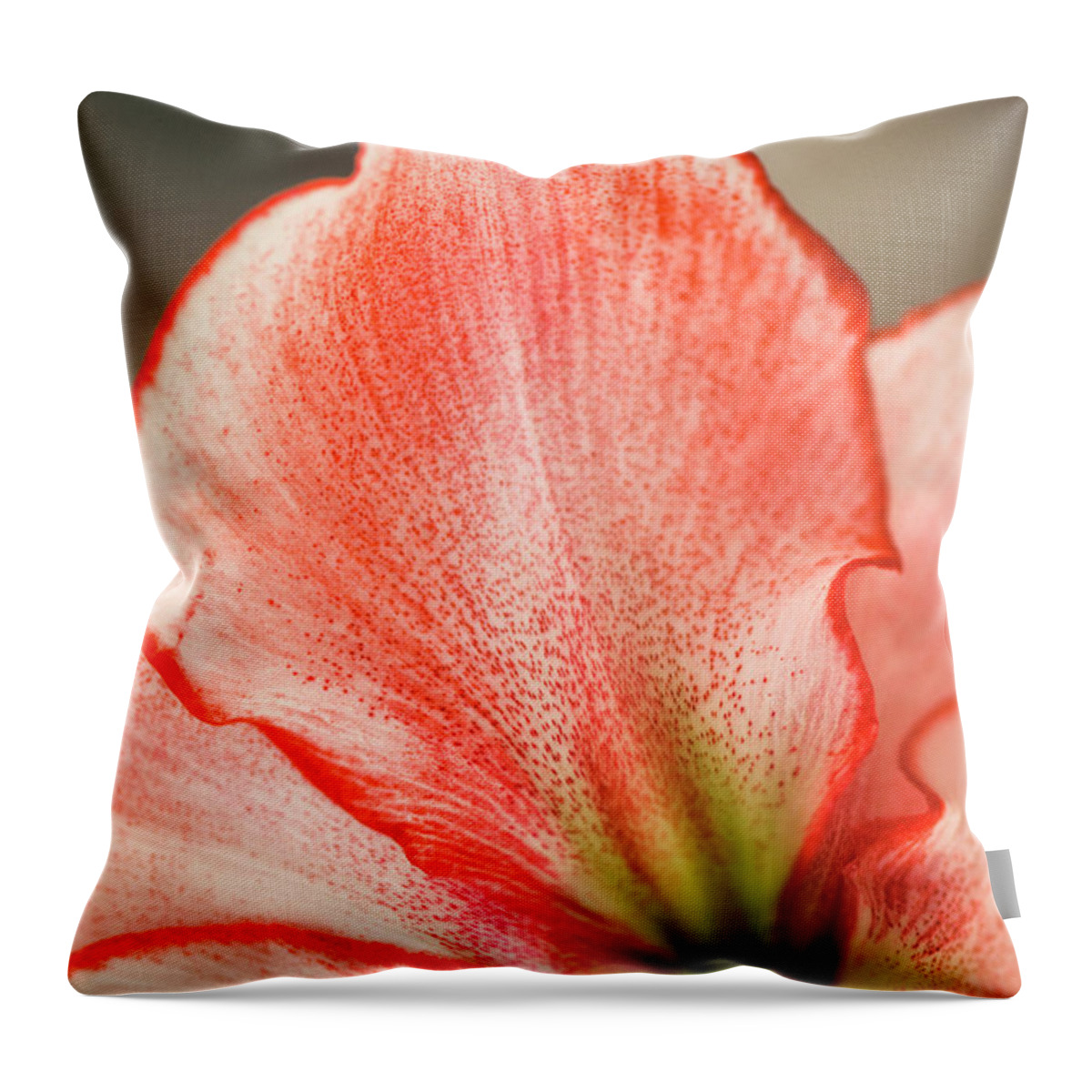 Natural Pattern Throw Pillow featuring the photograph Amaryllis Houseplant In Bloom by Maria Mosolova