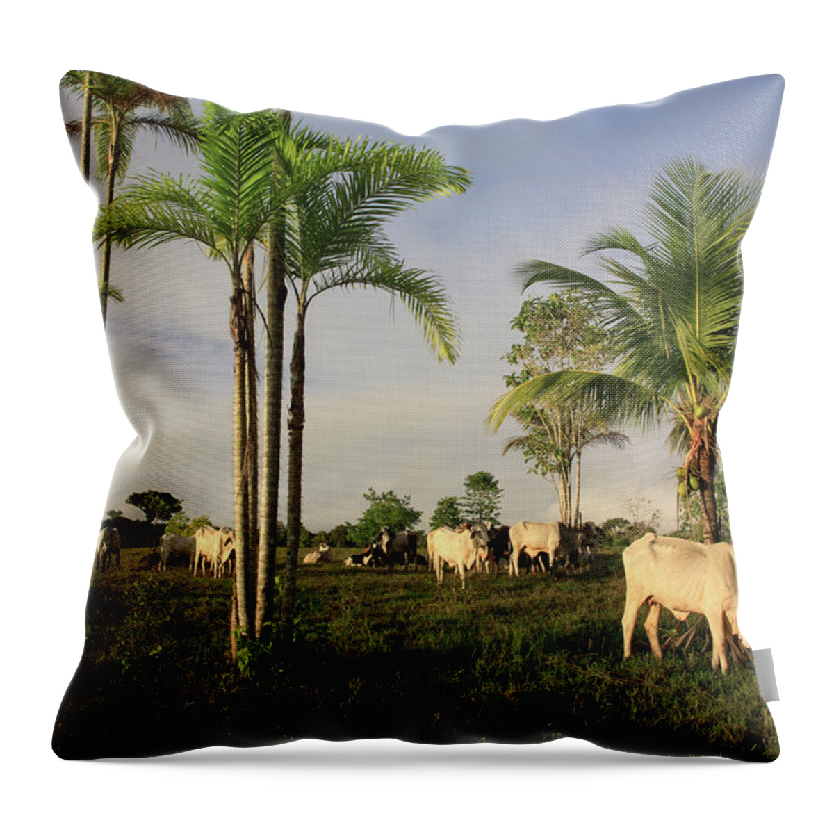 Tropical Rainforest Throw Pillow featuring the photograph Amazon Tropical Rainforest With Cattle by G01xm