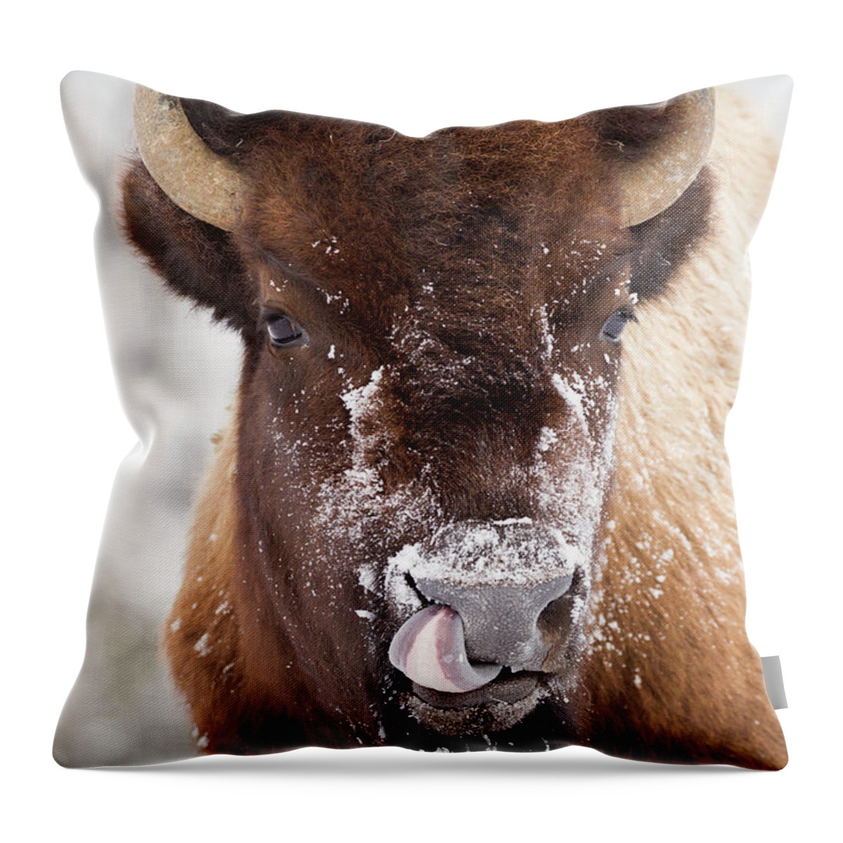 Sebastian Kennerknecht Throw Pillow featuring the photograph American Bison Licking Nose by Sebastian Kennerknecht