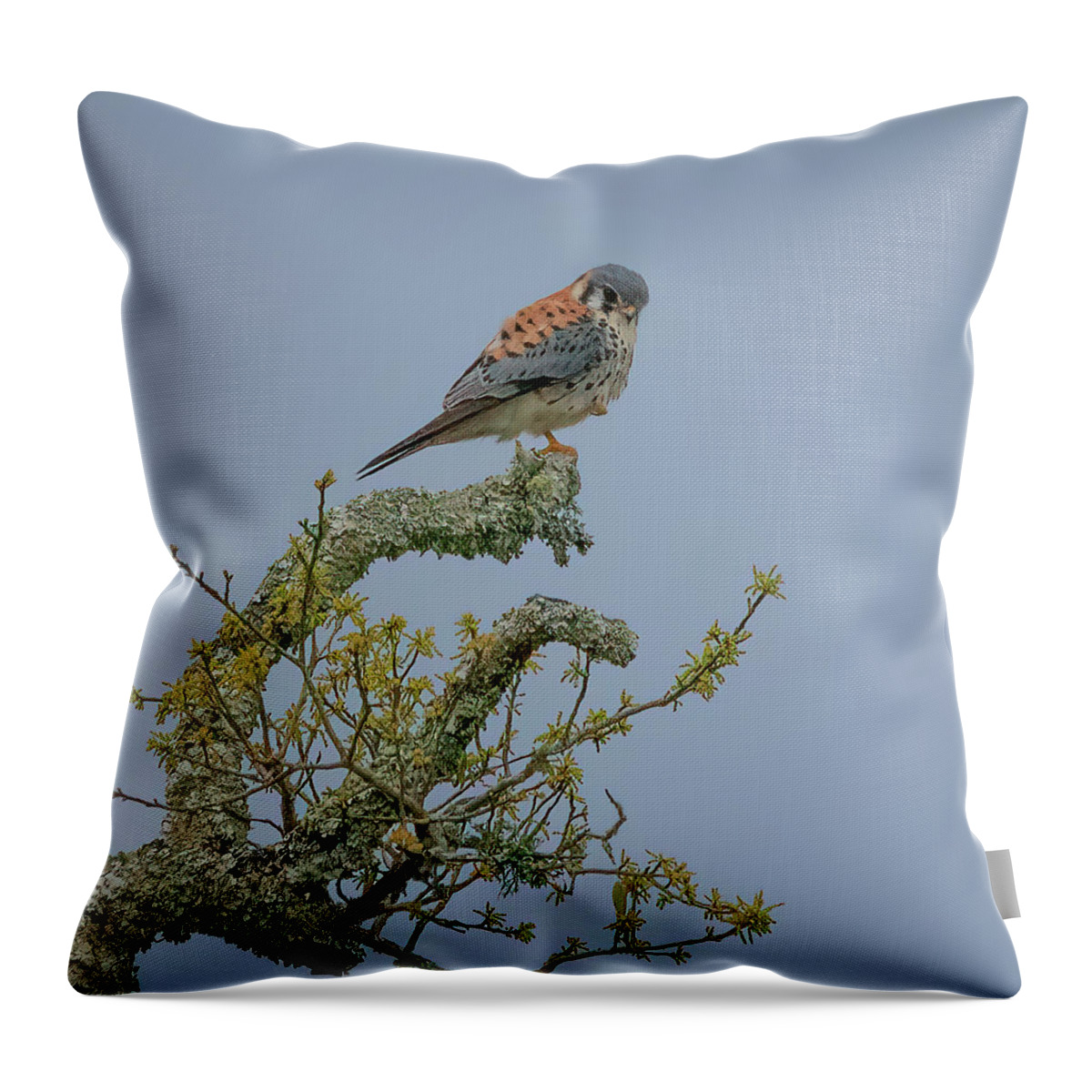 Falcon Throw Pillow featuring the photograph American Kestrel by JASawyer Imaging