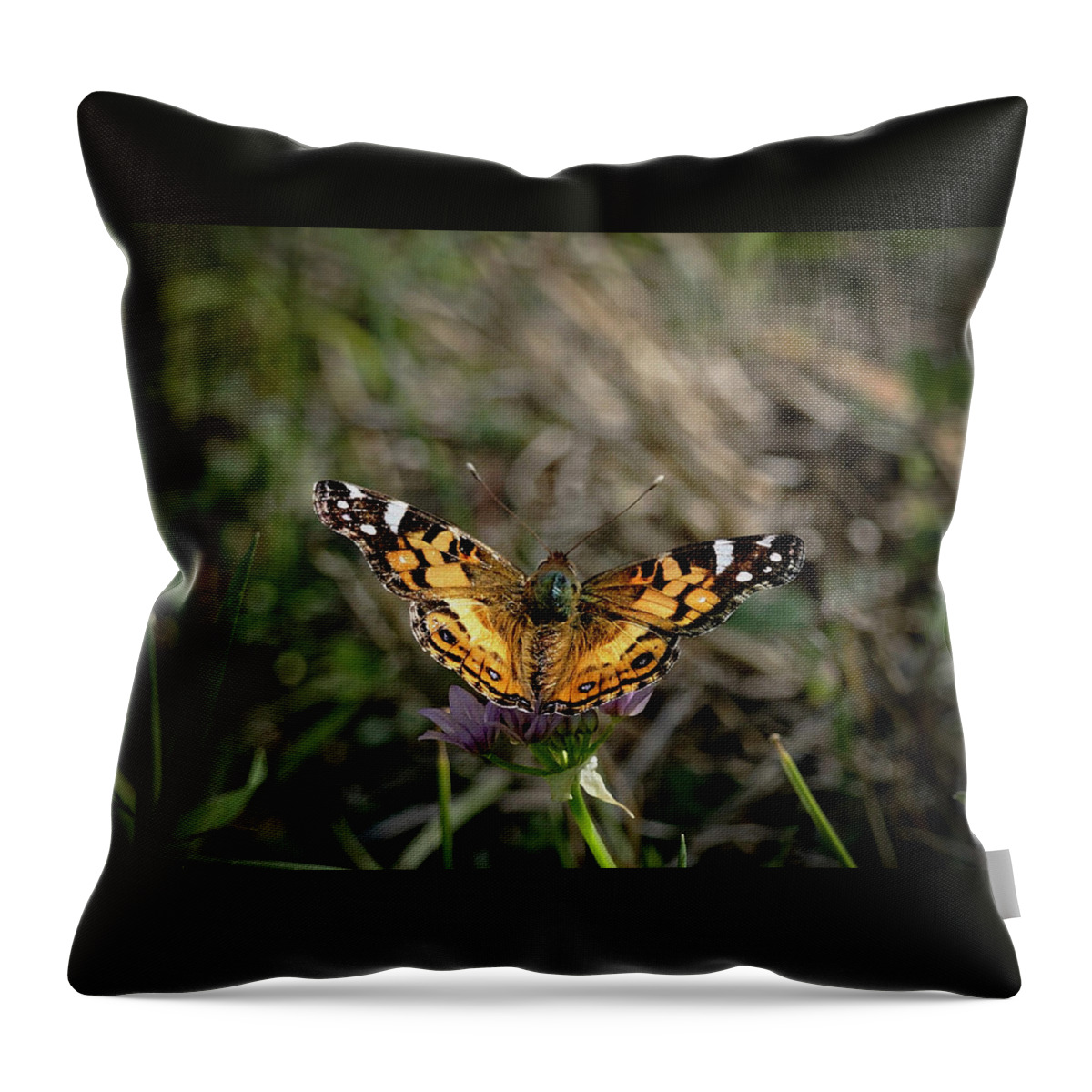 Betty Depee Throw Pillow featuring the photograph American Painted Lady by Betty Depee