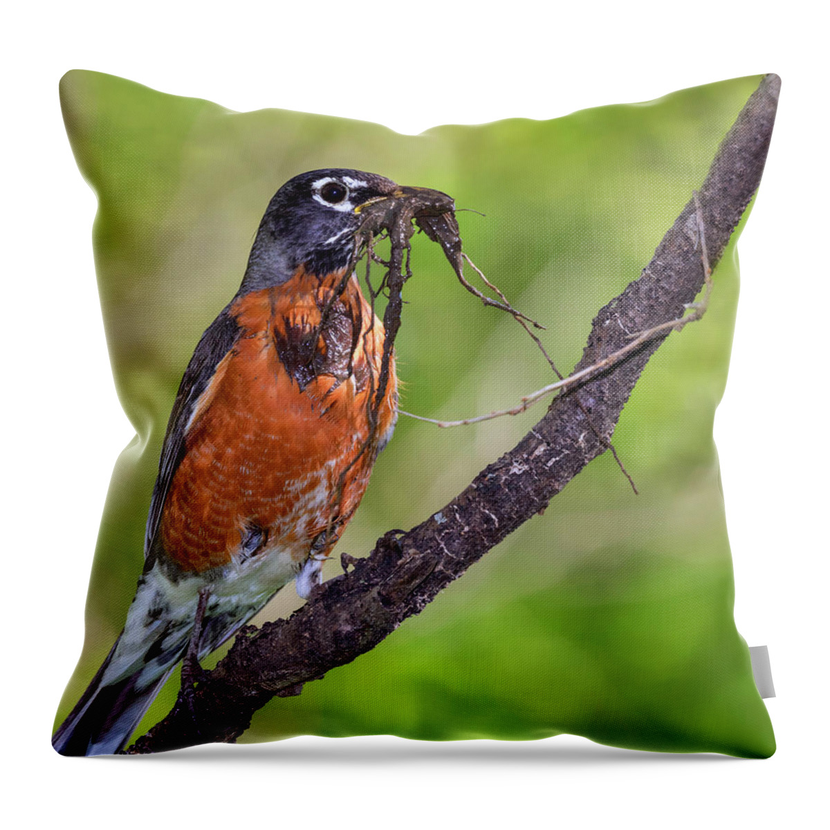 America Throw Pillow featuring the photograph American Robin With Nesting Material by Ivan Kuzmin