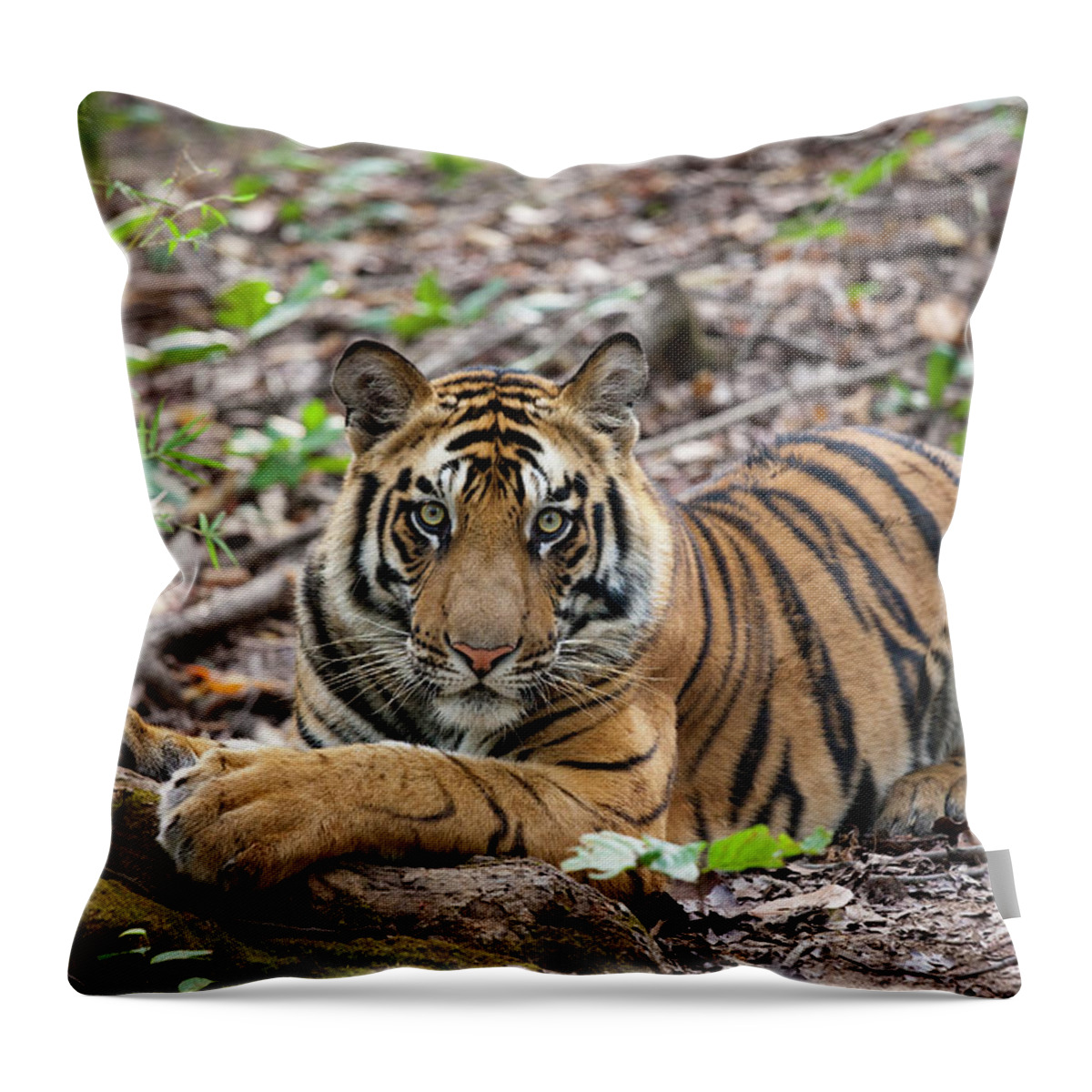 Looking Around Throw Pillow featuring the photograph An Adult Tiger In Bandhavgarh National by Mint Images - Art Wolfe