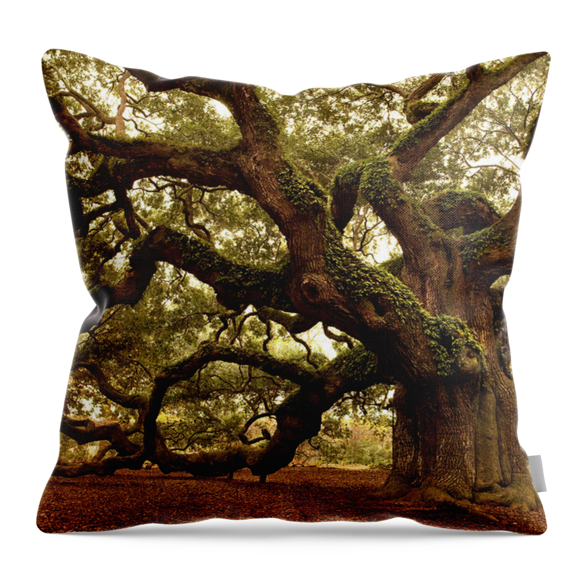 Southern Usa Throw Pillow featuring the photograph Ancient Angel Oak Near Charleston by Pgiam
