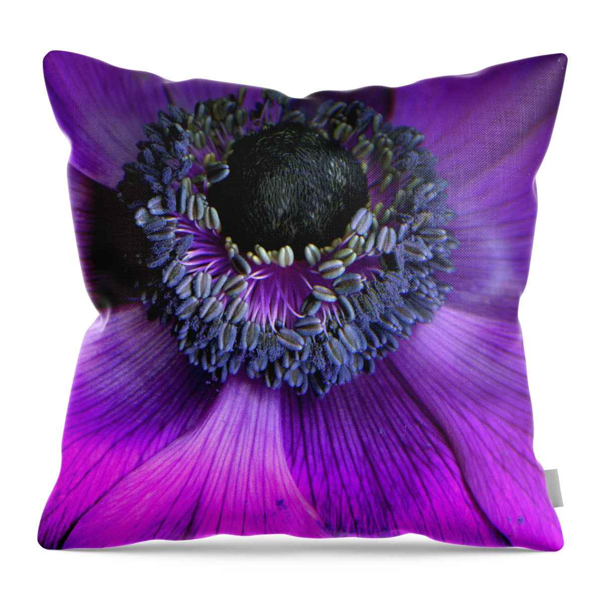 Windflower Throw Pillow featuring the photograph Anemone Coronaria by Photograph By Magda Indigo