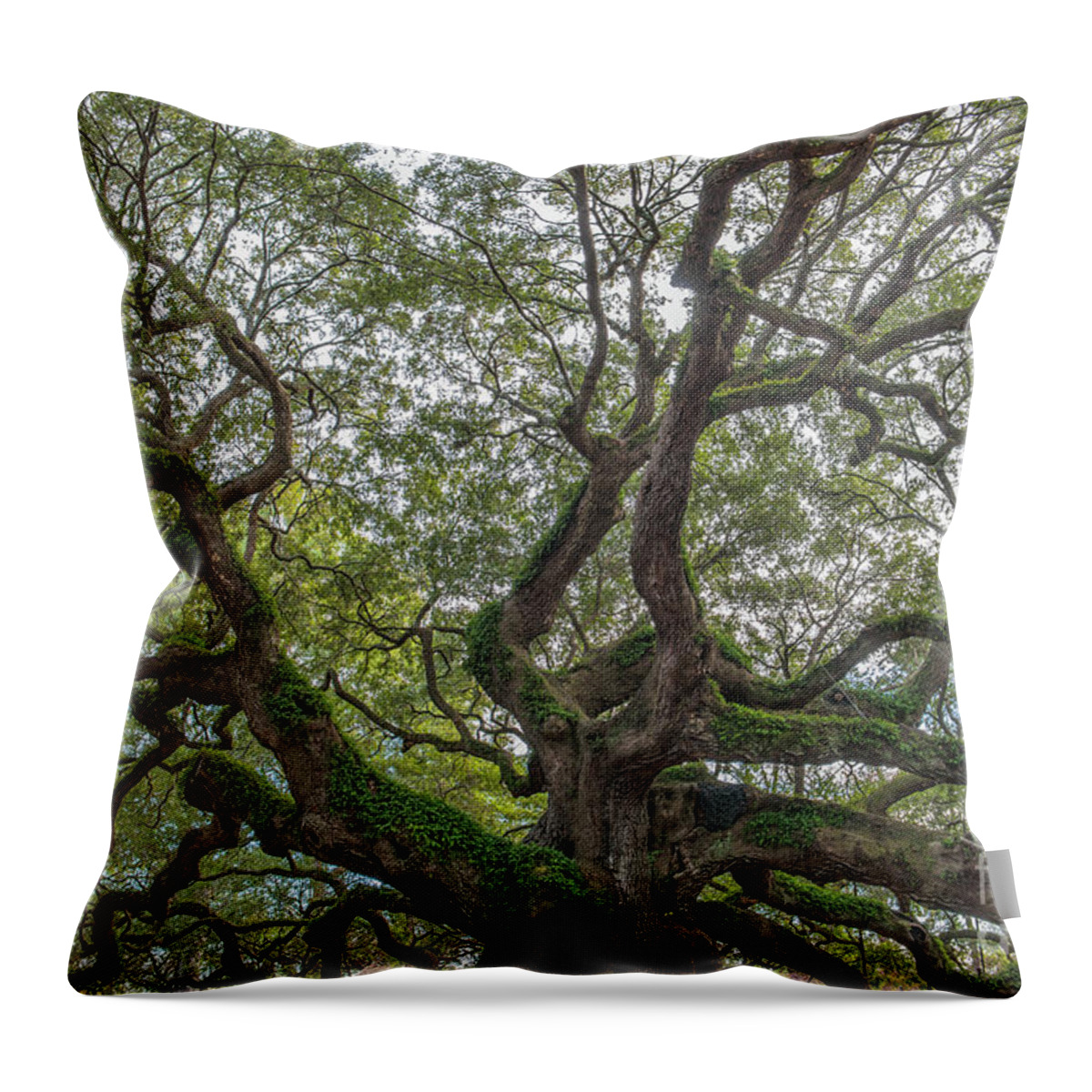Angel Oak Tree Throw Pillow featuring the photograph Angel Limbs - Johns Island by Dale Powell