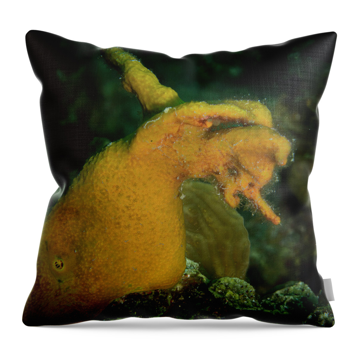 Angry Yellow Sponge Throw Pillow featuring the photograph Angry Yellow Sponge by Jean Noren