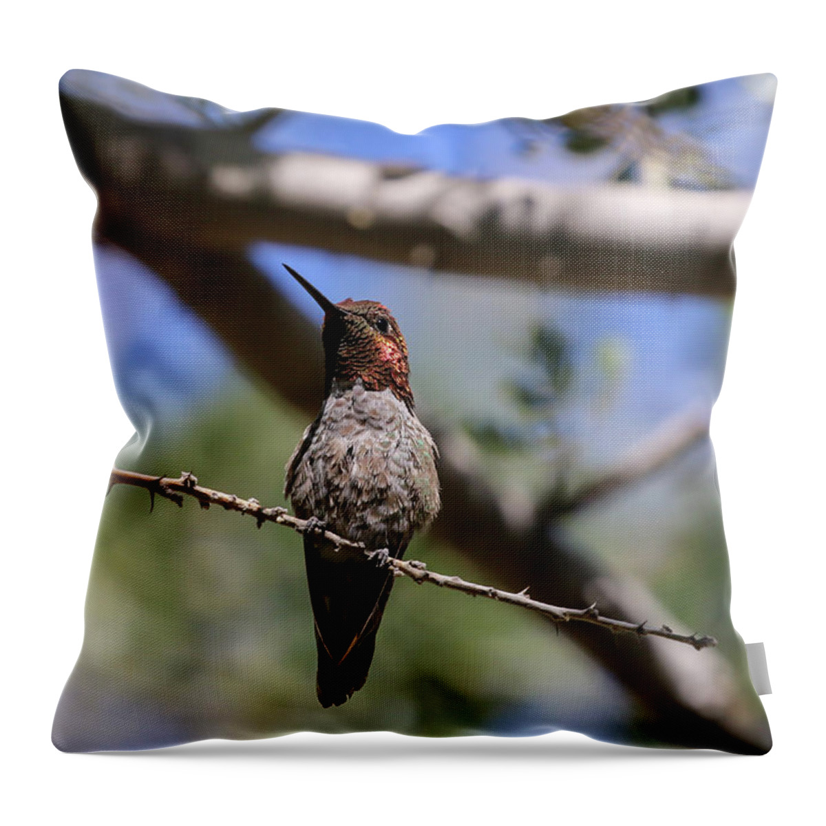 Anna's Hummingbird Throw Pillow featuring the photograph Anna's Hummingbird in Tree 8 by Dawn Richards