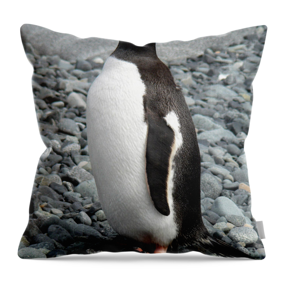 Animal Themes Throw Pillow featuring the photograph Antarctica Half Moon Bay Gentoo Penguin by Photo, David Curtis