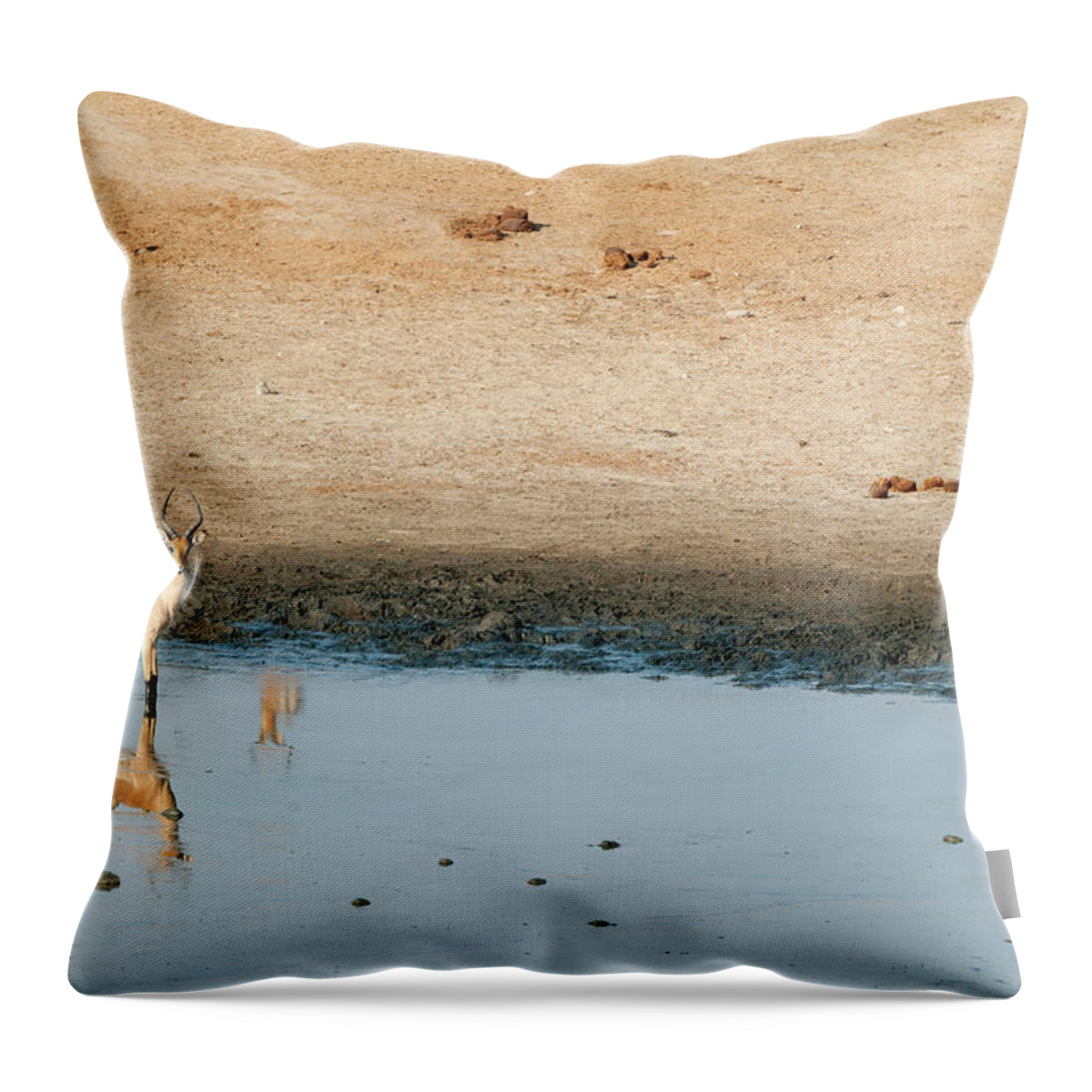 Tranquility Throw Pillow featuring the photograph Antelope At Water Hole, Masuma Pan by Christopher Scott