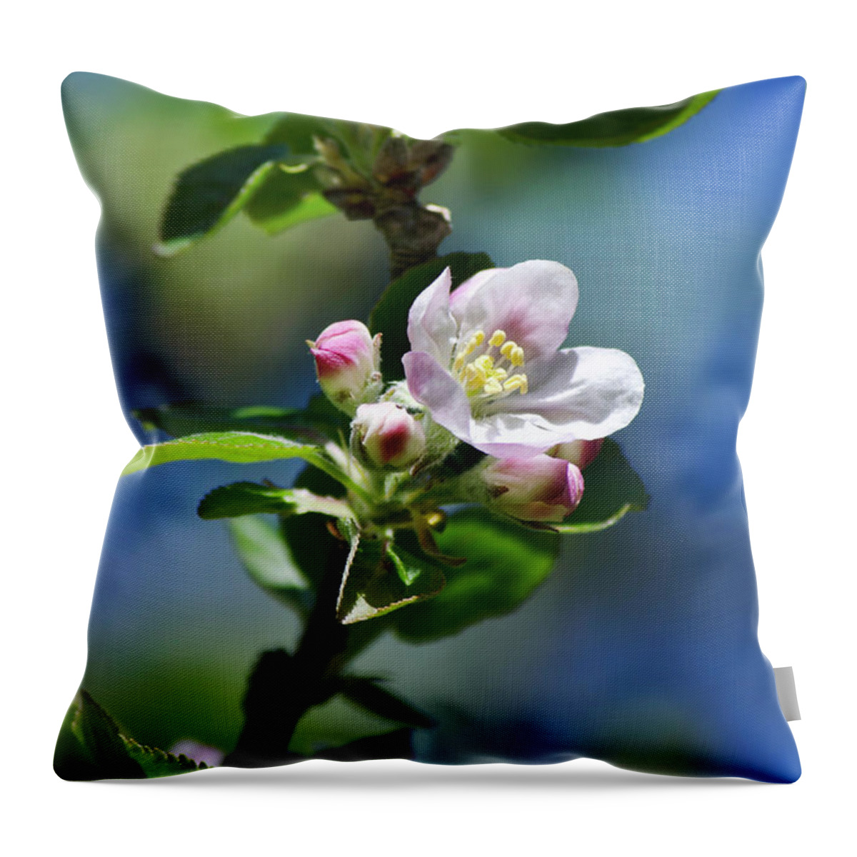 Apple Blossom Throw Pillow featuring the photograph Apple Blossom by Christina Rollo