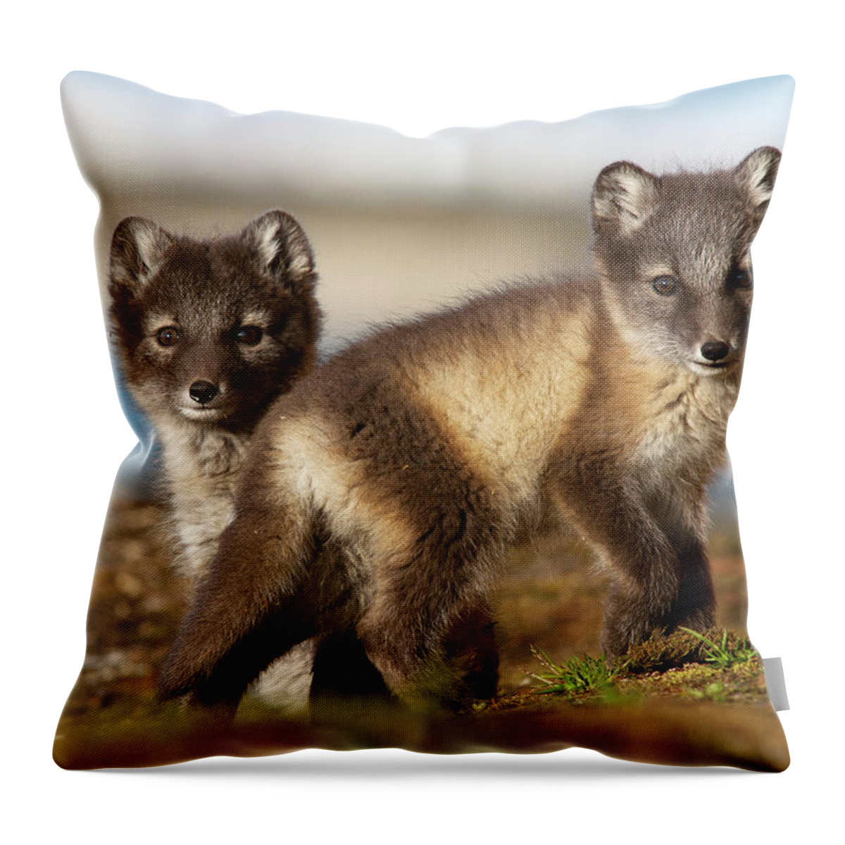 Mp Throw Pillow featuring the photograph Arctic Fox Kits by Jasper Doest