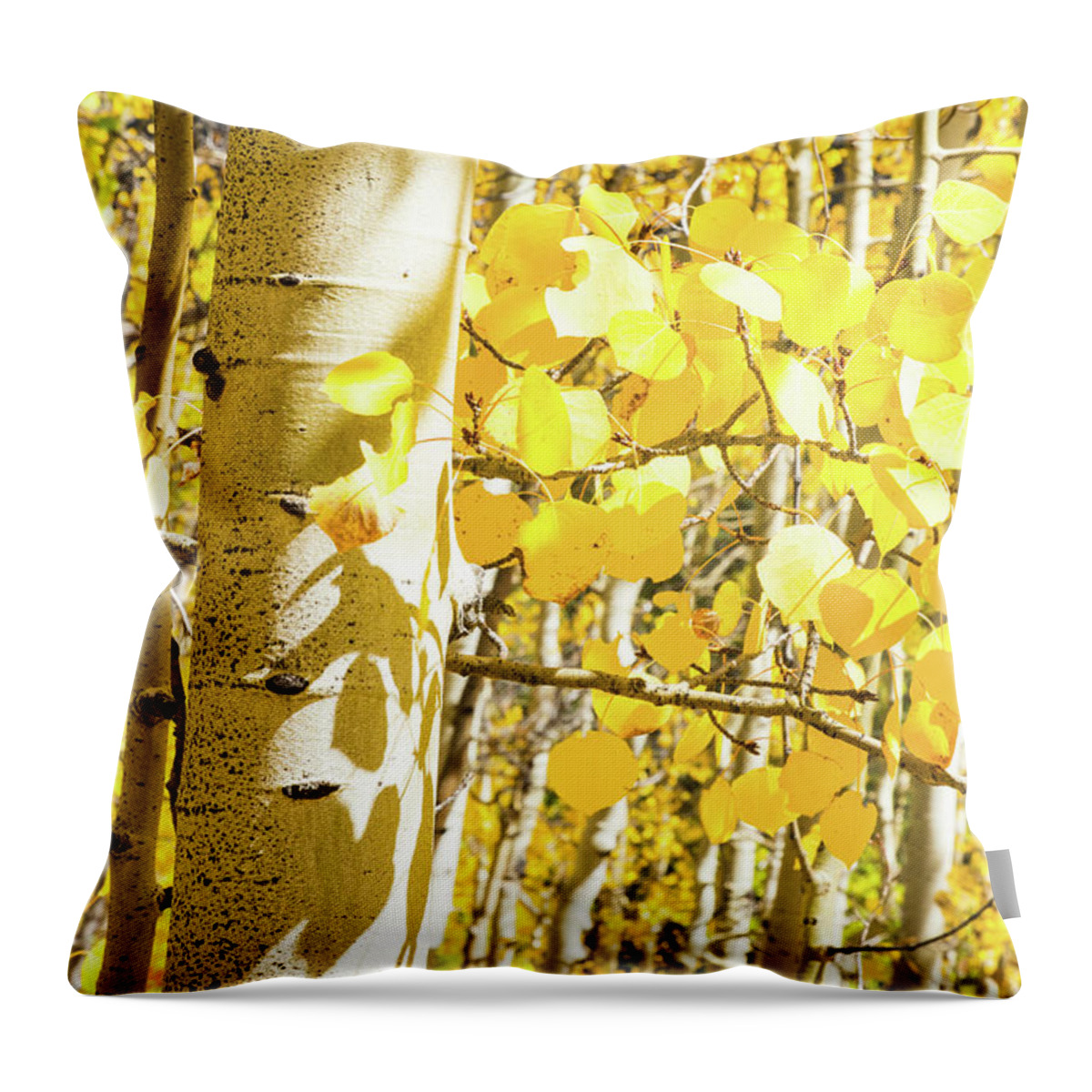 Aspen Trees Throw Pillow featuring the photograph Aspen Yellow by Joe Kopp