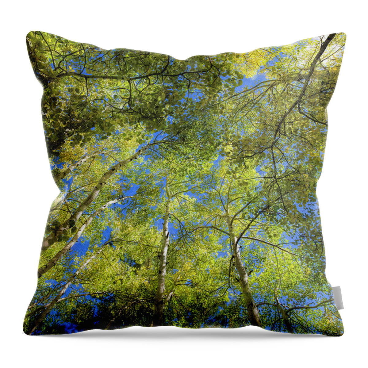 Trees Throw Pillow featuring the photograph Aspens by Gaye Bentham