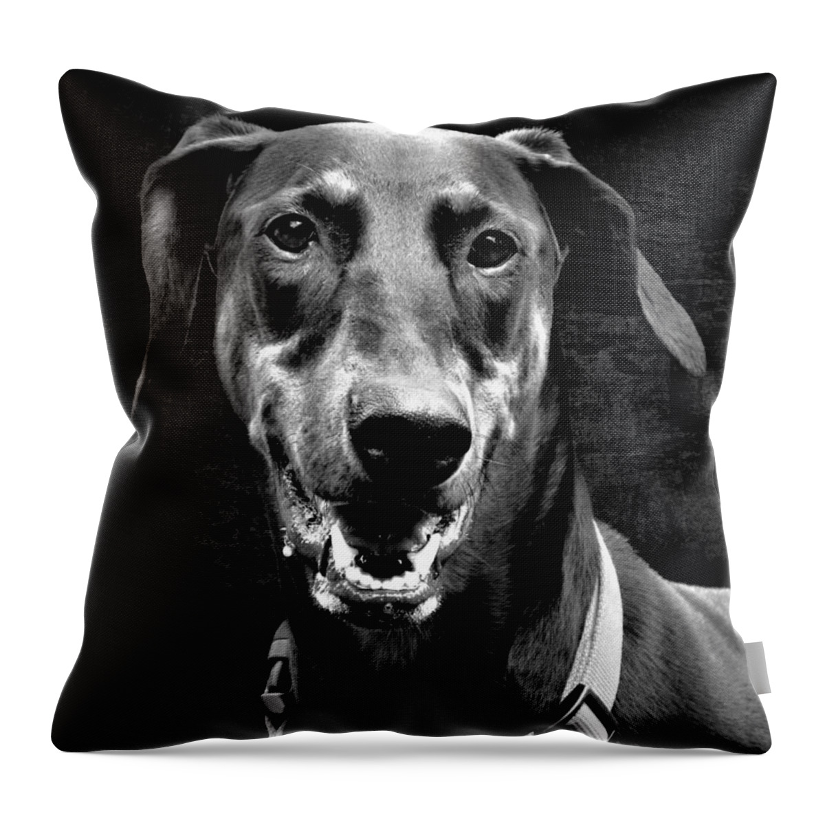 Dog Throw Pillow featuring the photograph Asti in Black by Diane Chandler
