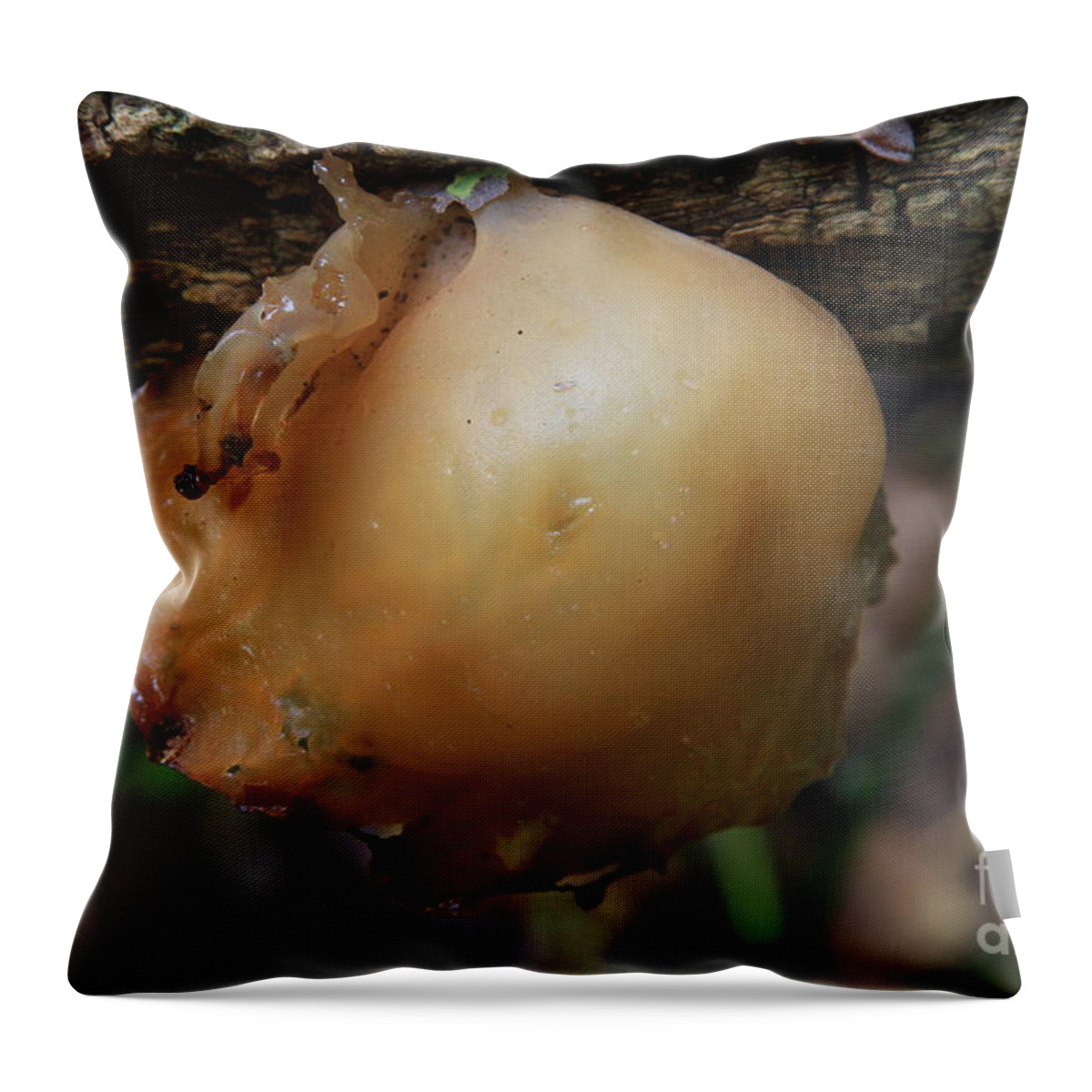 Fungus Throw Pillow featuring the photograph auricula judae/Wood Ear by Rick Rauzi