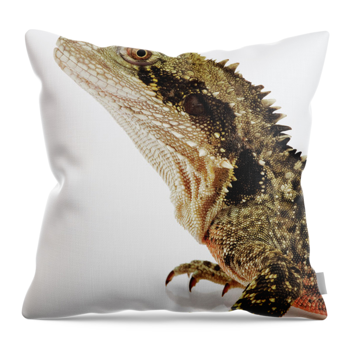 White Background Throw Pillow featuring the photograph Australian Water Dragon Physignathus by Martin Harvey