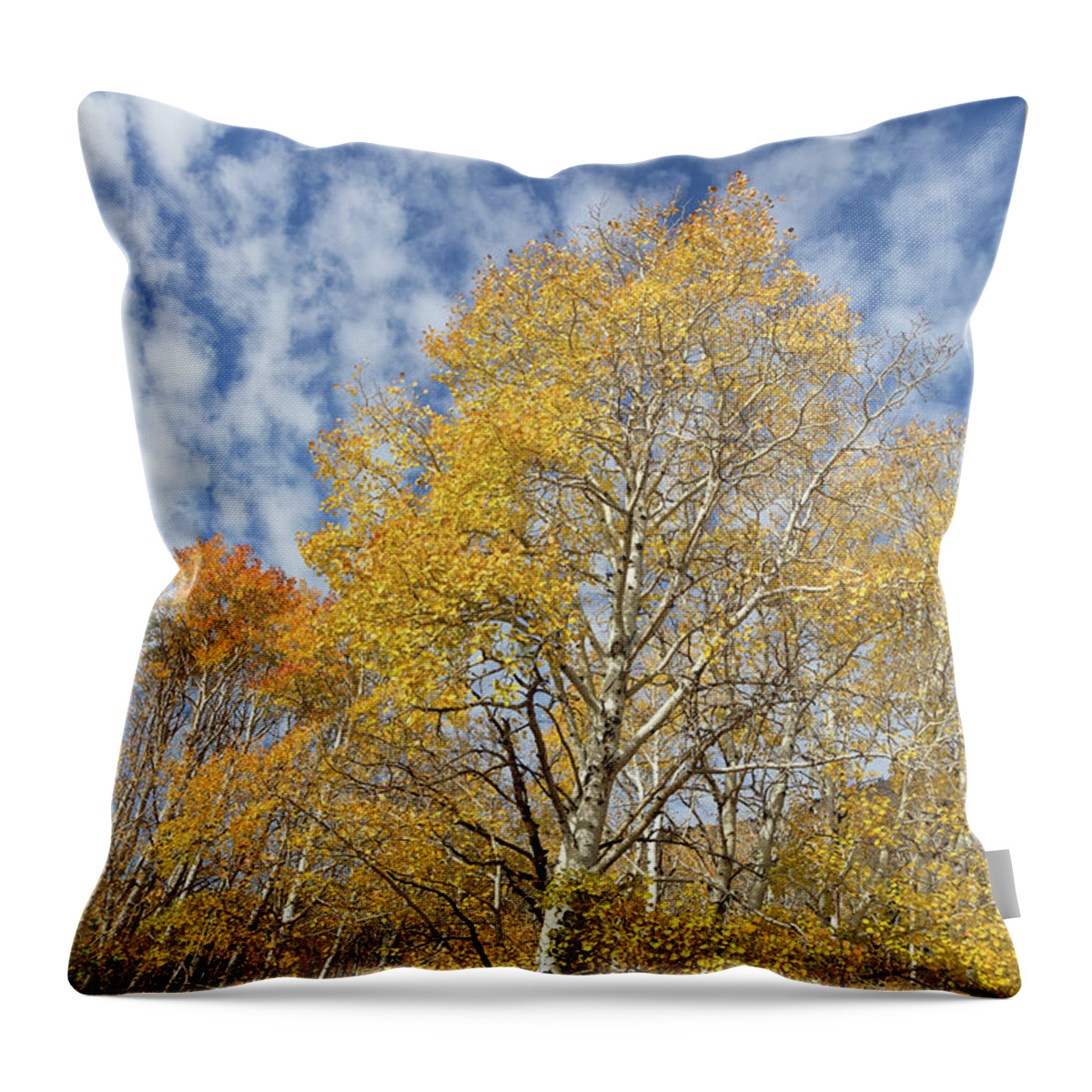 Autumn Leaves Throw Pillow featuring the photograph Autumn Aspen in the Abajos by Kathleen Bishop