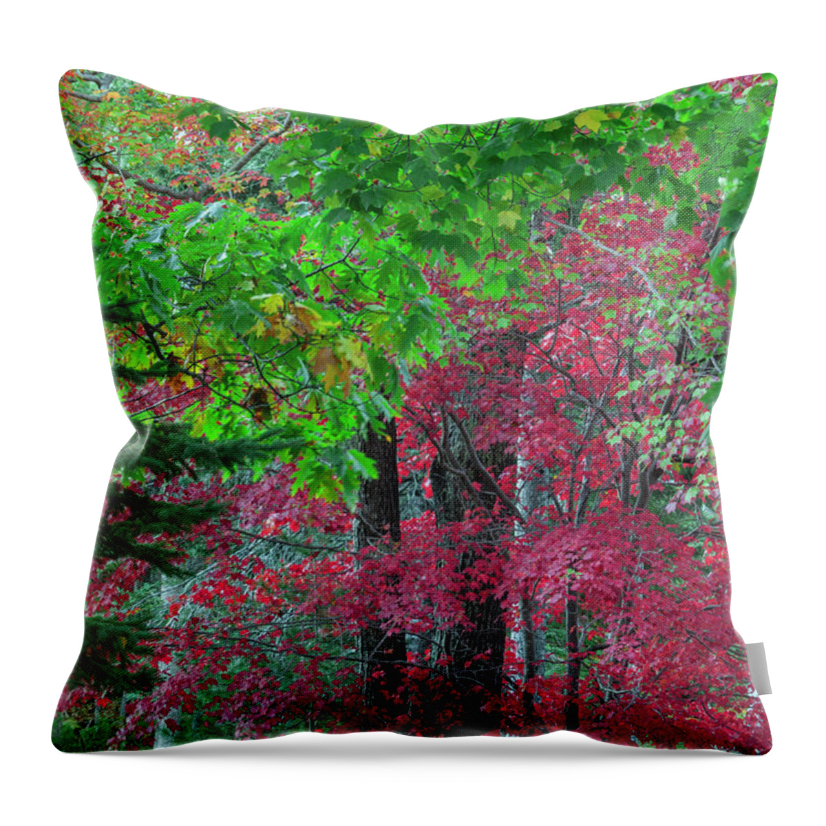 Tranquility Throw Pillow featuring the photograph Autumn Forest Colors In Maine by Jerry Whaley