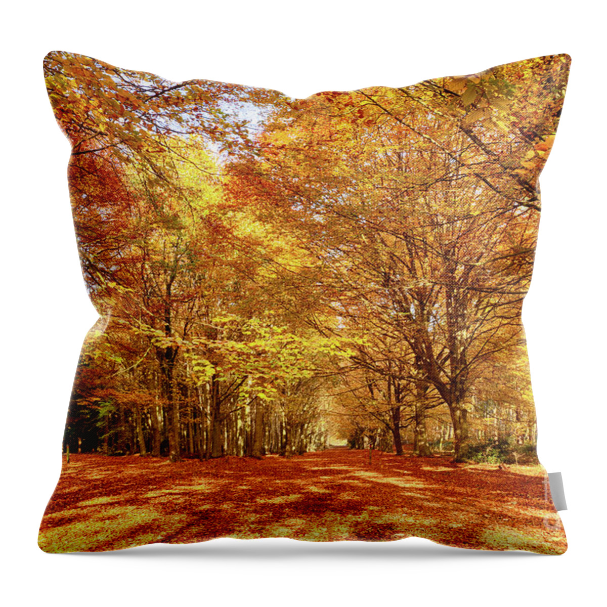 Norfolk Throw Pillow featuring the photograph Norfolk's great autumn forest trees by Simon Bratt