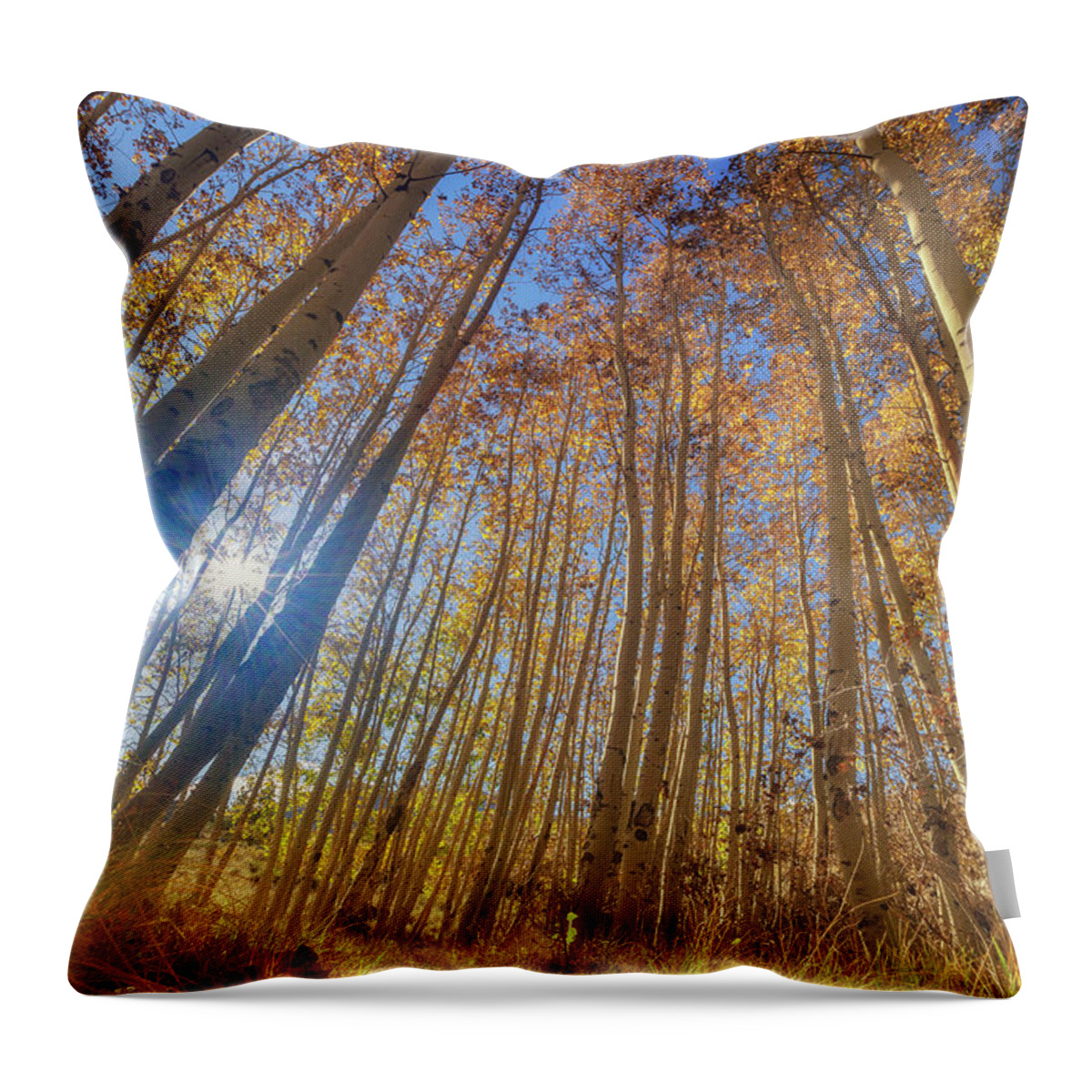 Fall Colors Throw Pillow featuring the photograph Autumn Giants by Tassanee Angiolillo