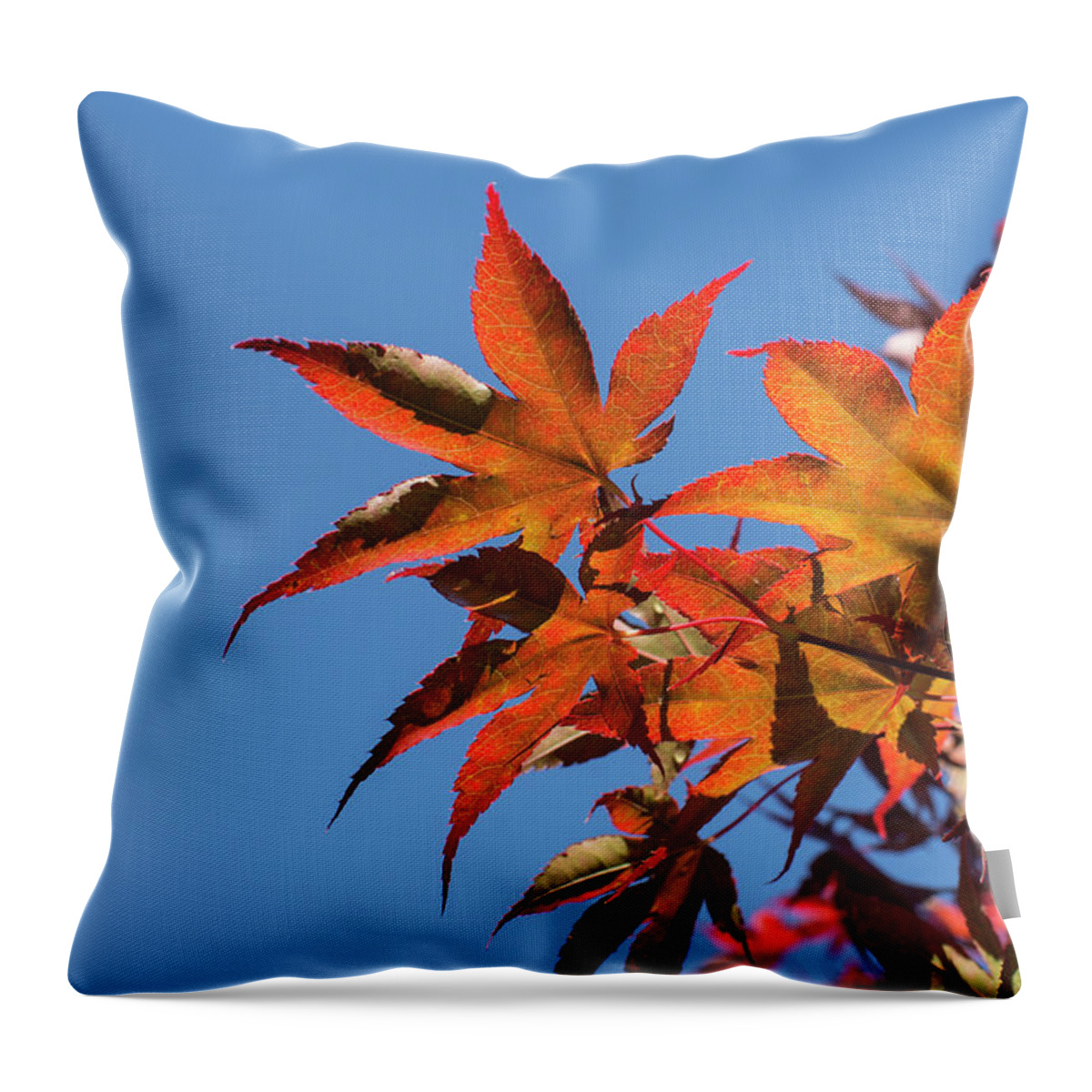 Autumn Throw Pillow featuring the photograph Autumn Leaves by Deborah Ritch