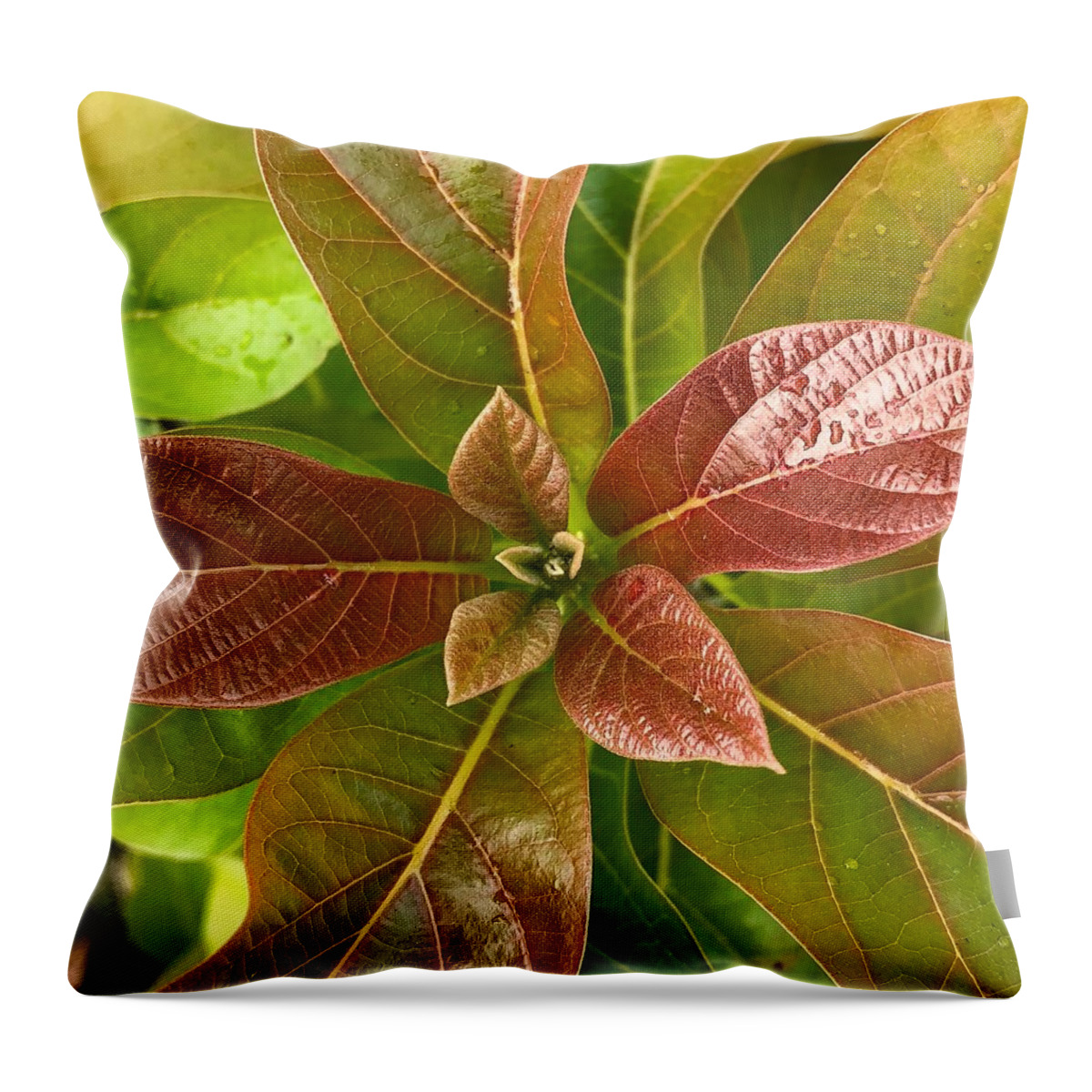 Persea Americana Throw Pillow featuring the photograph Avacodo Plant by Jori Reijonen