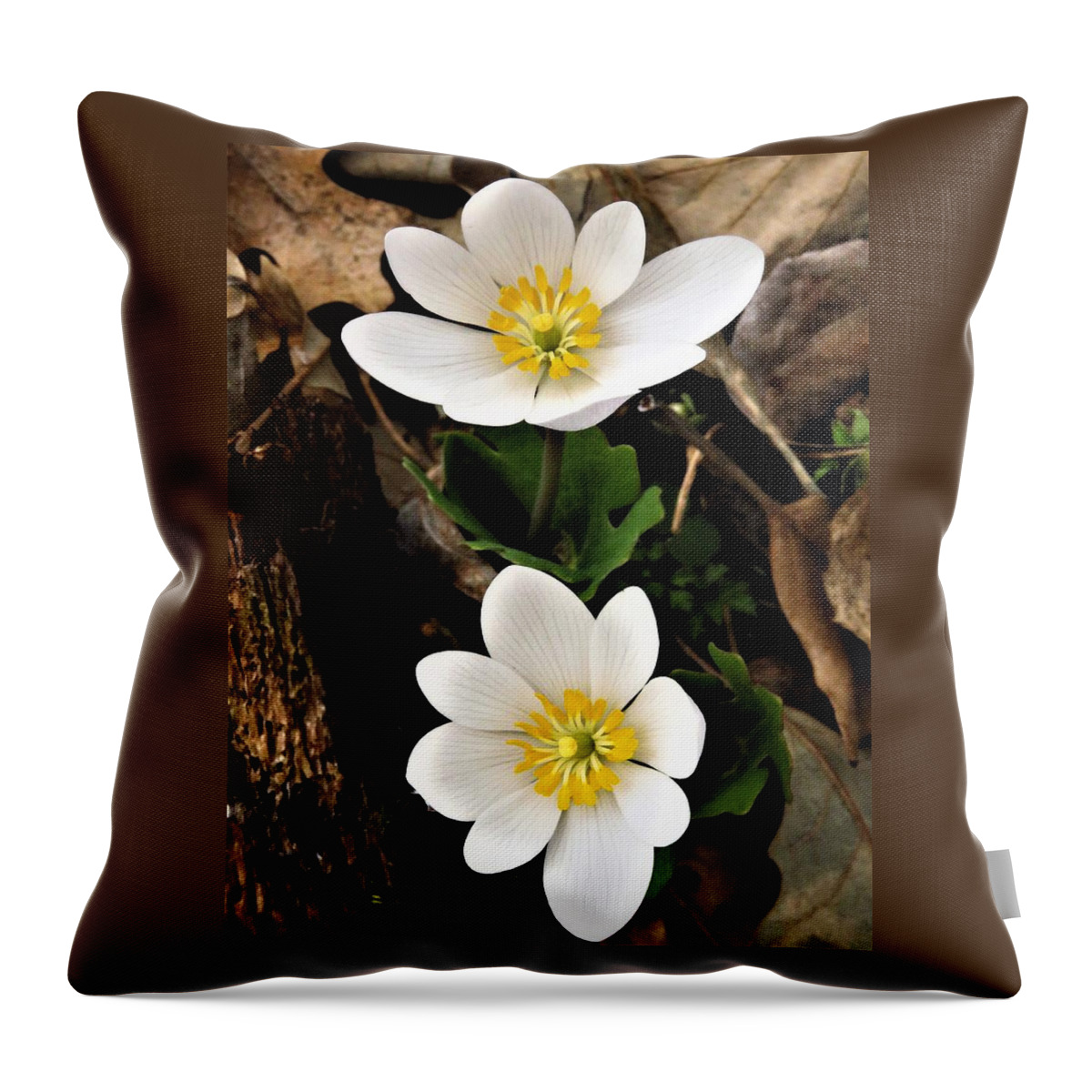 Bloodroot Throw Pillow featuring the photograph Awakening by Lori Frisch