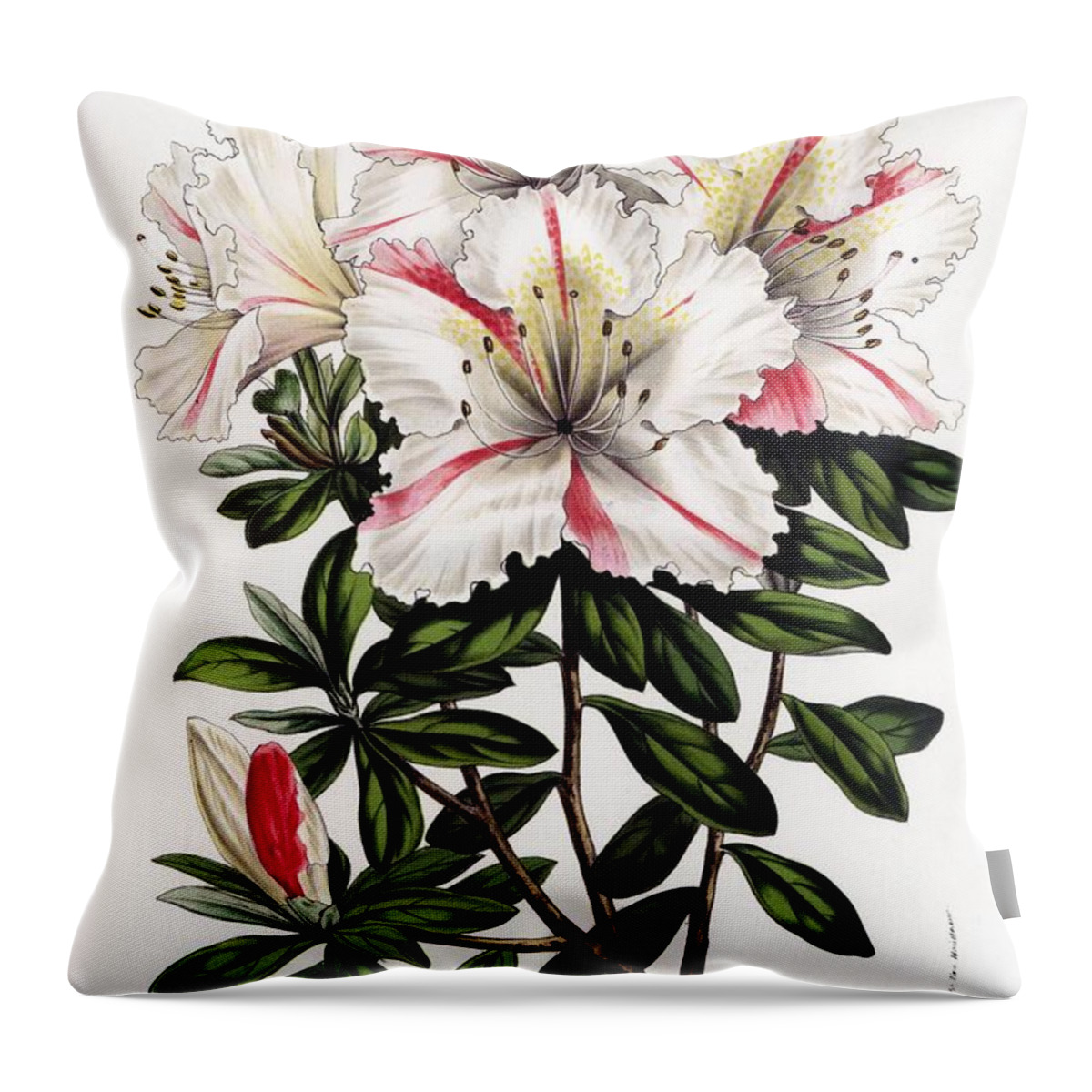 Alexandre Ii Throw Pillow featuring the drawing Azalea hybrid Flowers of the Gardens and Hothouses of Europe, Ghent, Belgium, 1857. by Album