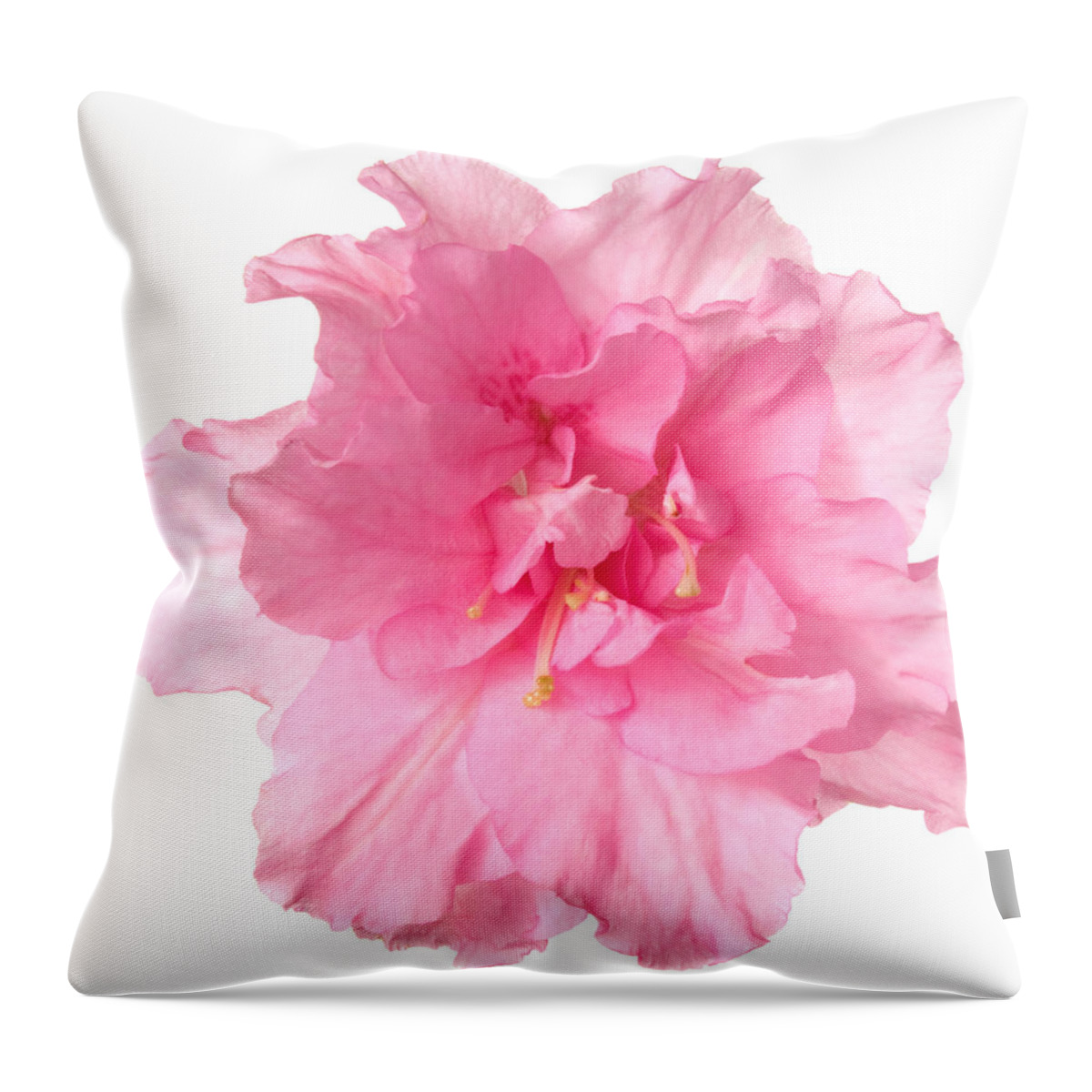 White Background Throw Pillow featuring the photograph Azalea by Vidok