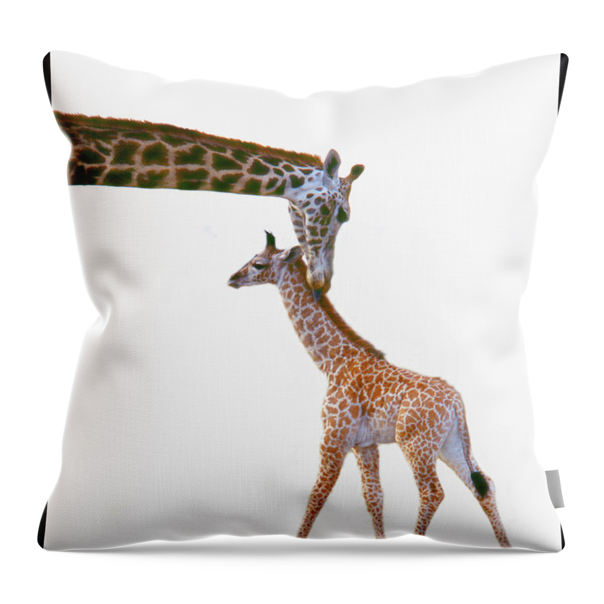 White Background Throw Pillow featuring the photograph Baby Giraffe With Mother by Grant Faint