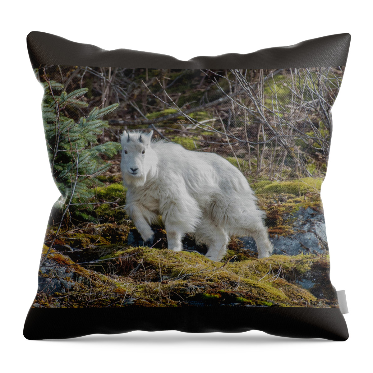 Mountain Goat Throw Pillow featuring the photograph baby Goat by David Kirby