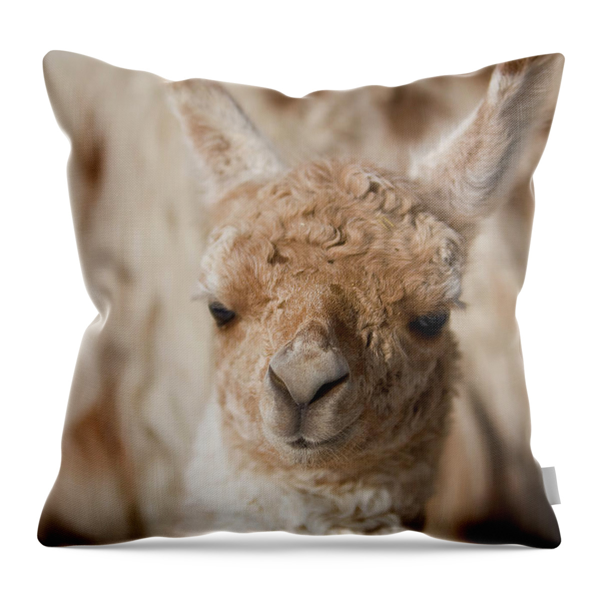 Animal Themes Throw Pillow featuring the photograph Baby Llama by Holly Hildreth